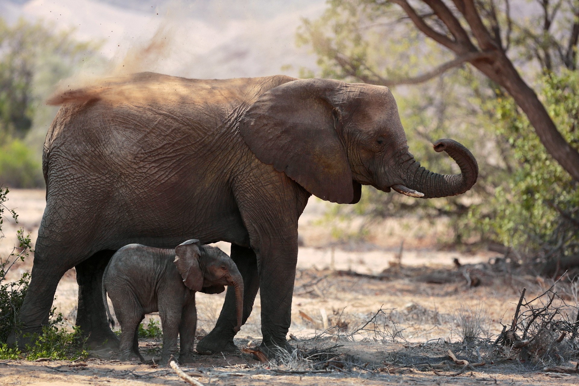 Mother and baby elephant covered in dust HD Wallpaper