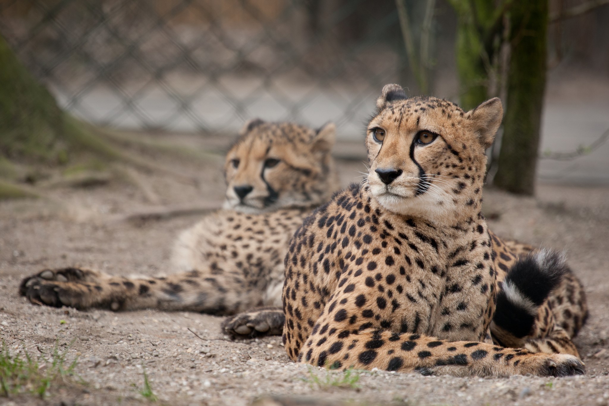 Two cheetahs resting on sandy ground HD Wallpaper