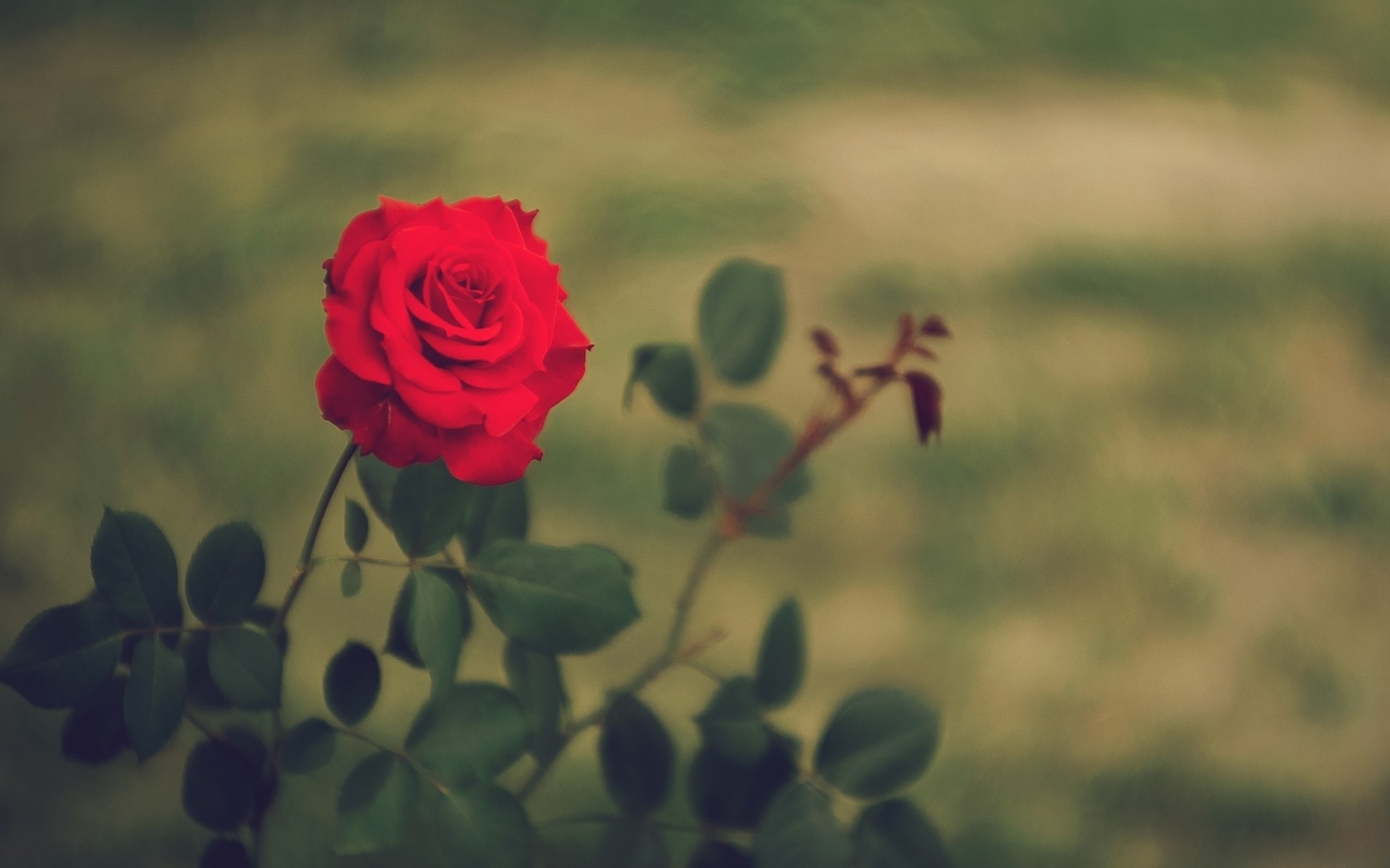 Red rose in bloom HD Wallpaper
