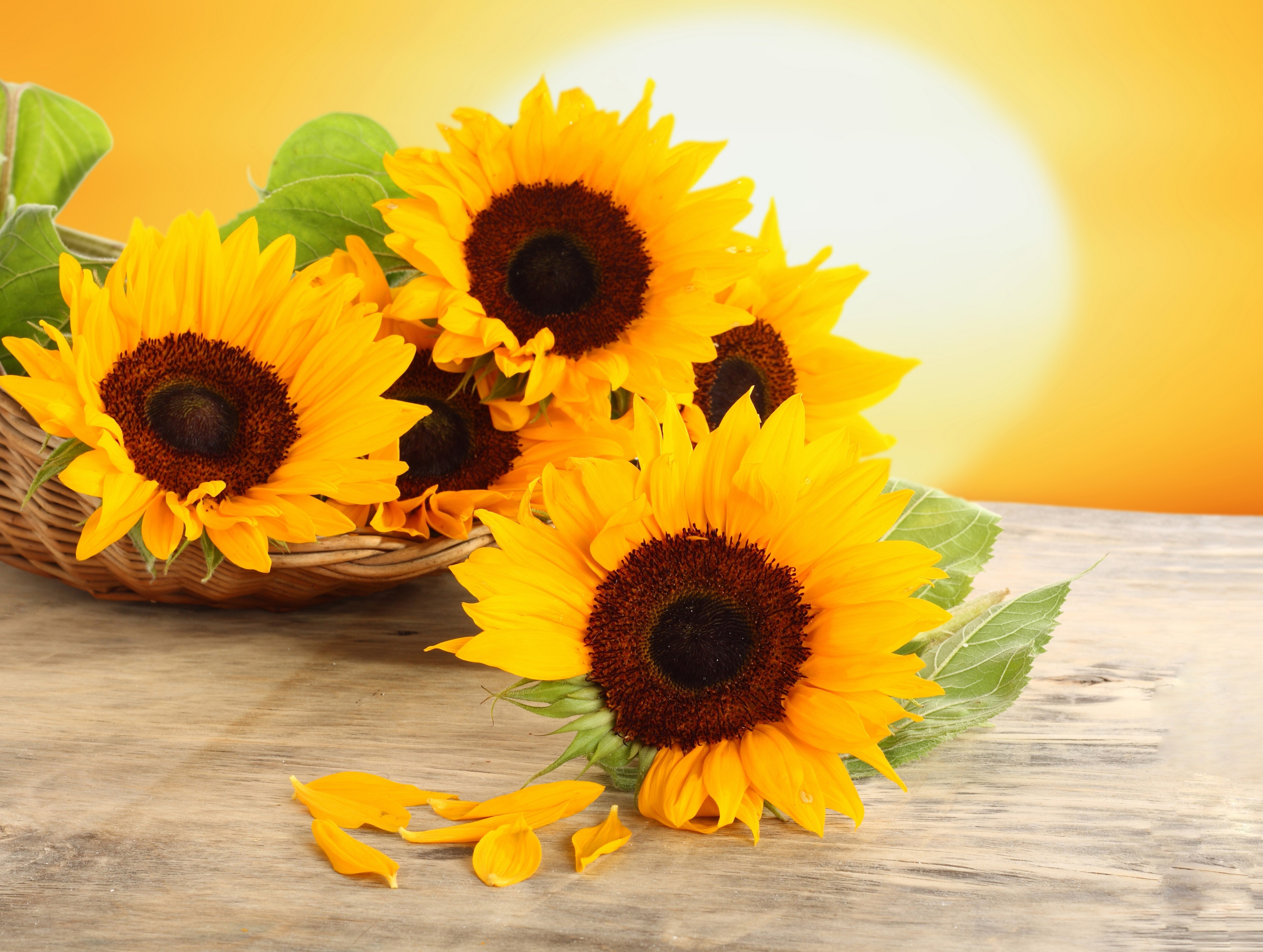 Sunflowers in a basket with a sun background HD Wallpaper