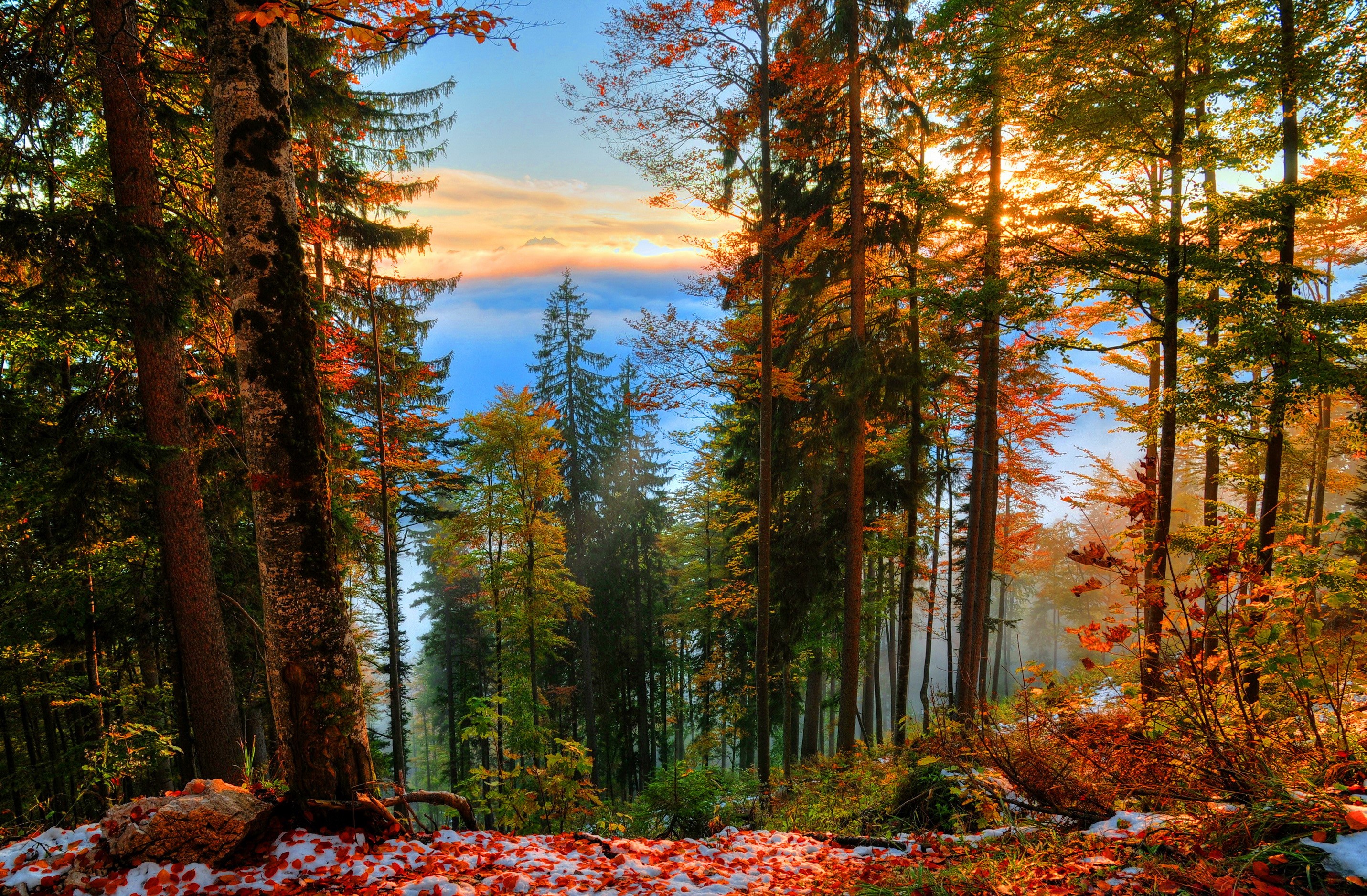 Autumn forest with fallen leaves and snow HD Wallpaper