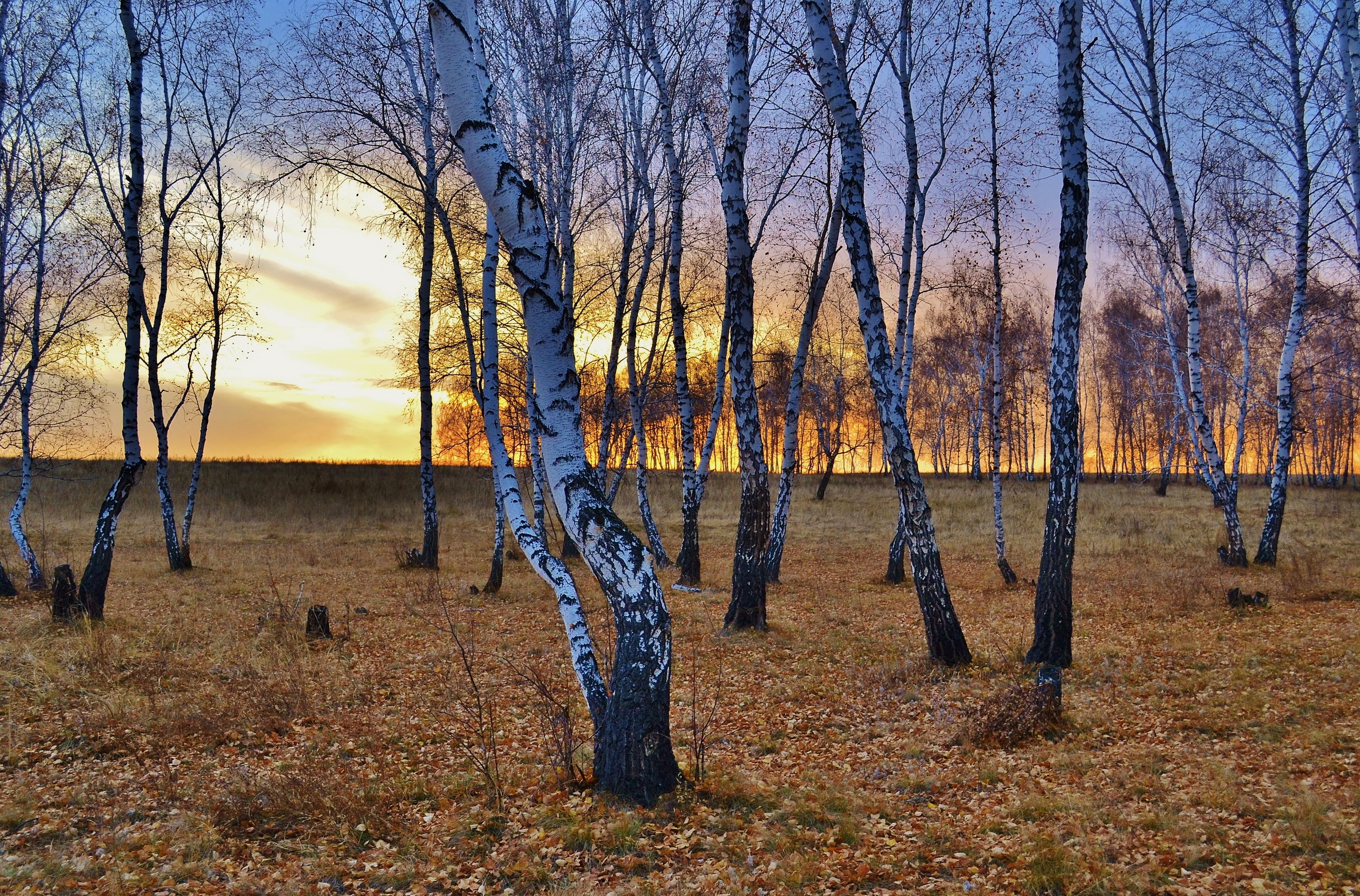 Birch trees in autumn field at sunset HD Wallpaper