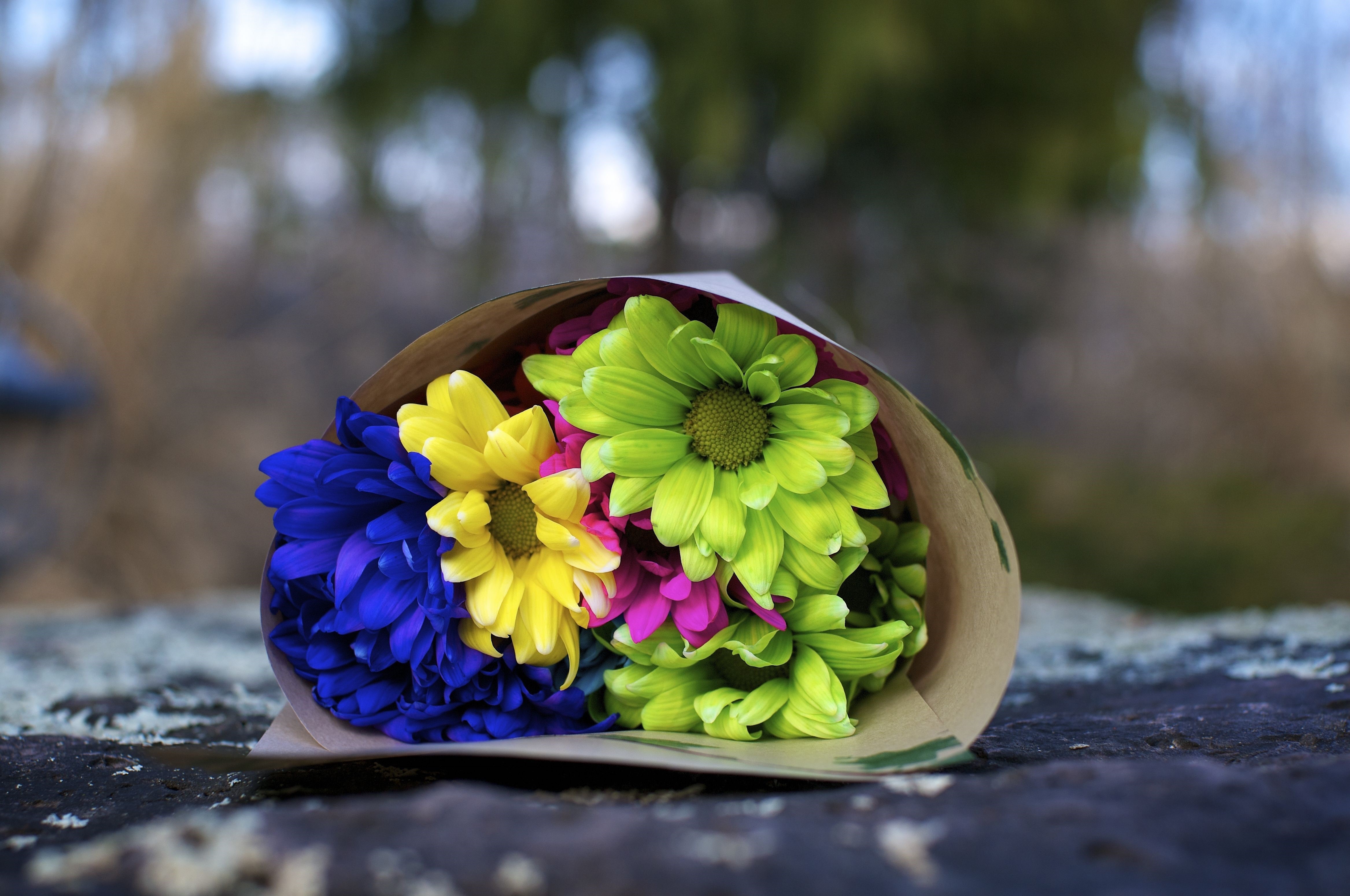 Bouquet of colorful daisies HD Wallpaper