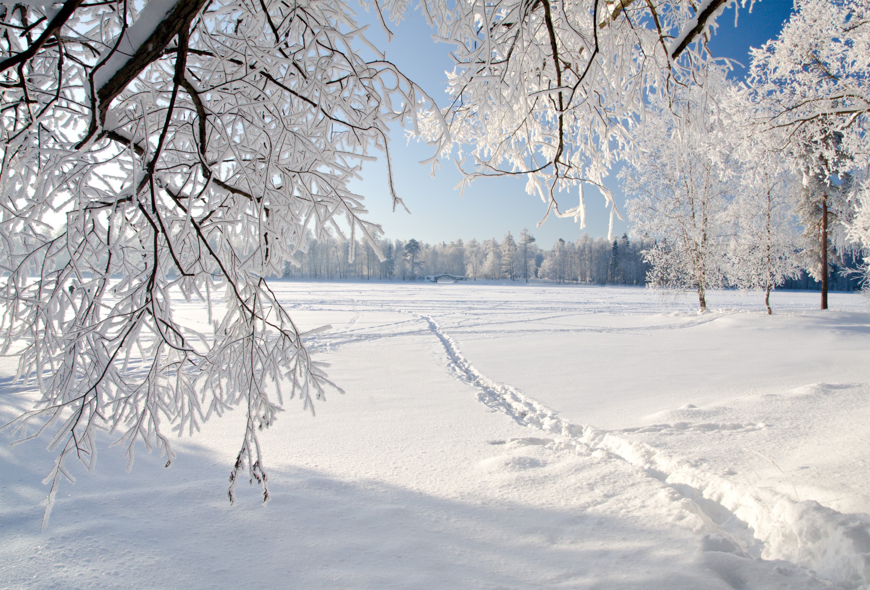 Snowy winter landscape with frosted branches and footprints HD Wallpaper