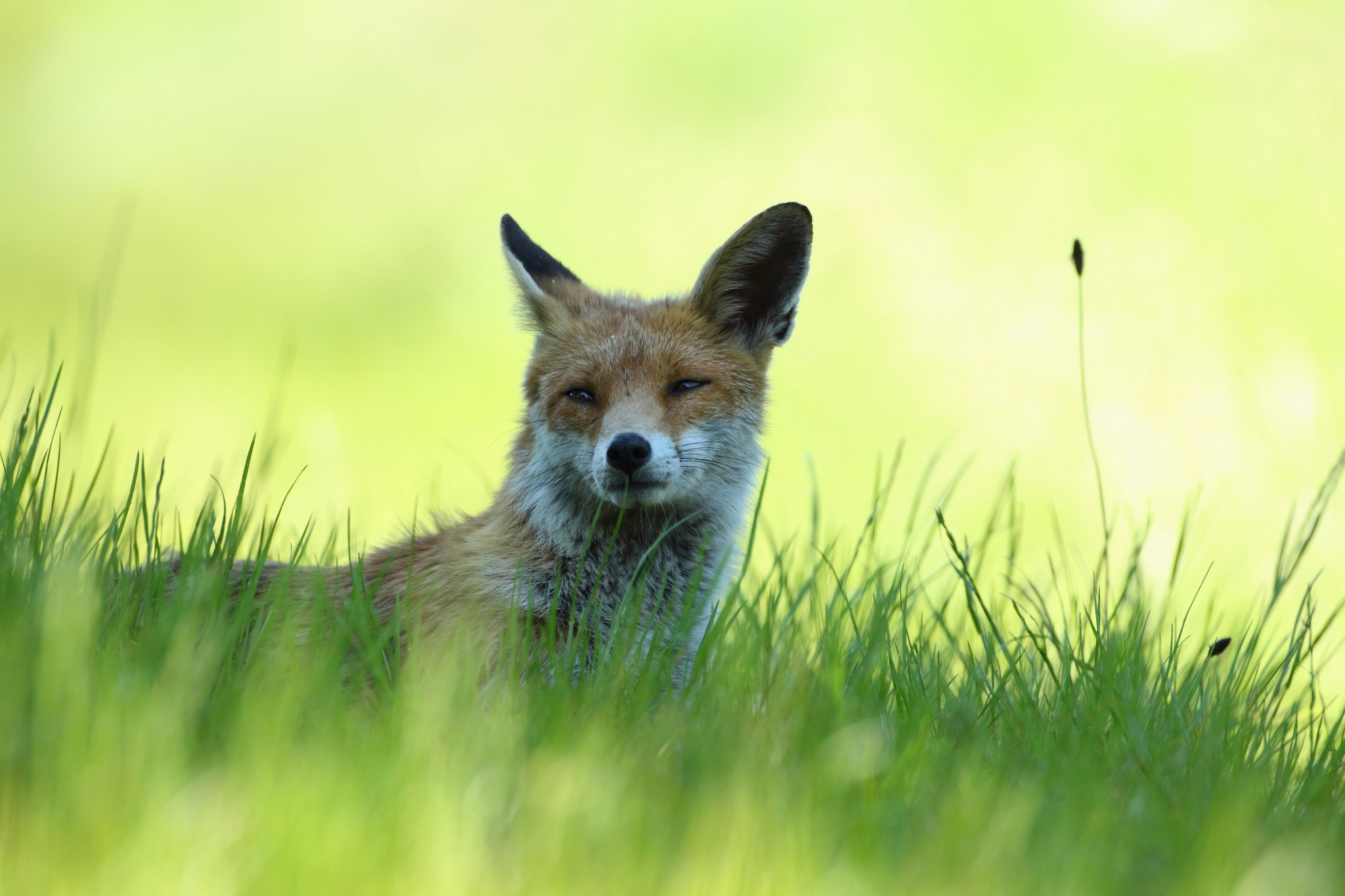 Fox resting in green grass HD Wallpaper