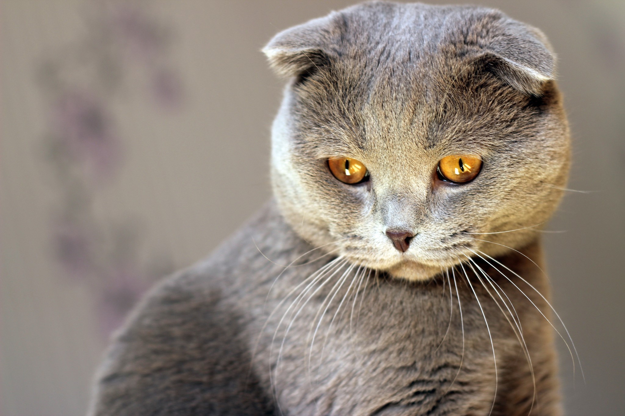 Scottish Fold cat with orange eyes HD Wallpaper