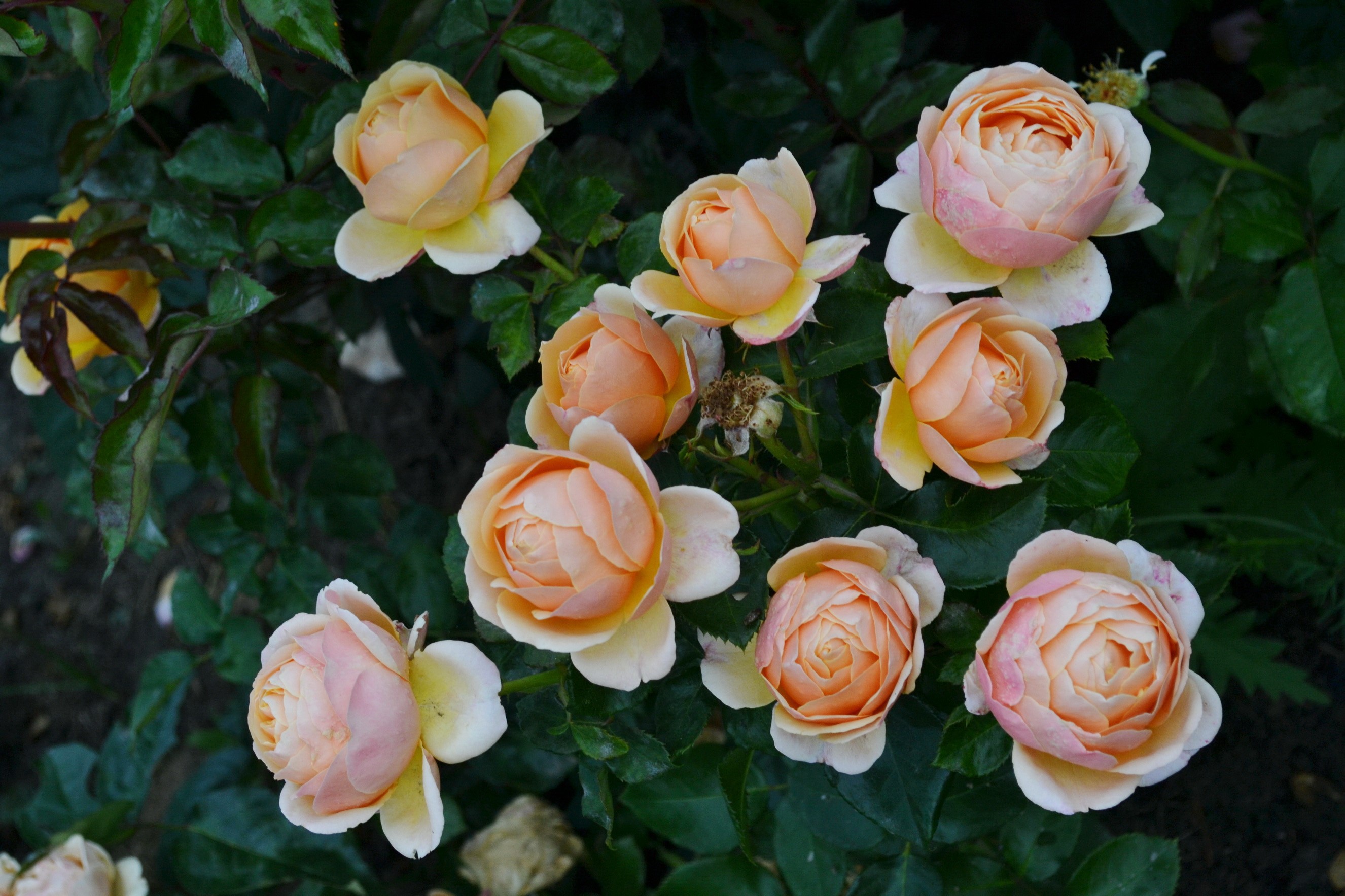 A cluster of peach and pink roses in bloom HD Wallpaper