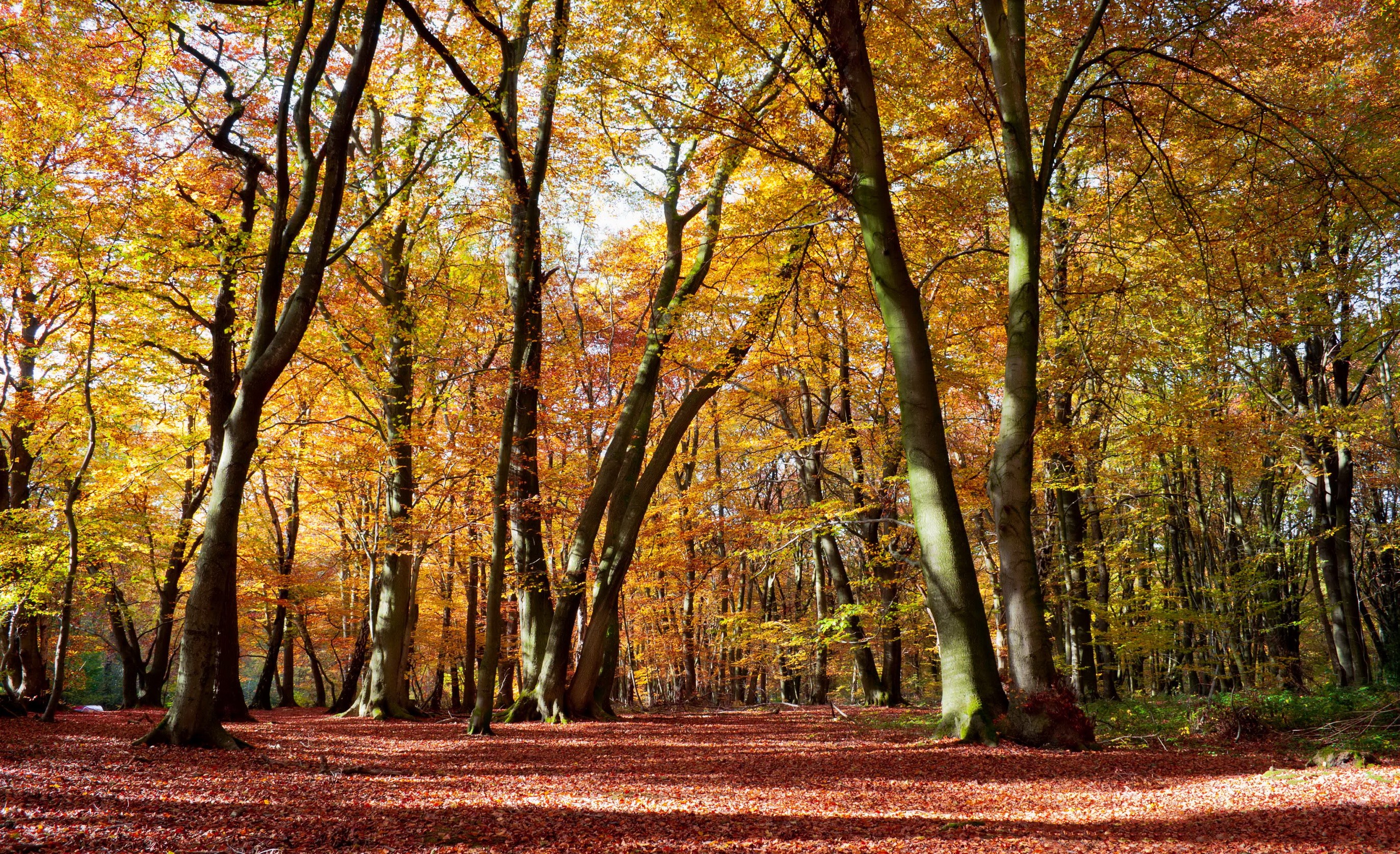 Autumn forest with fallen leaves HD Wallpaper