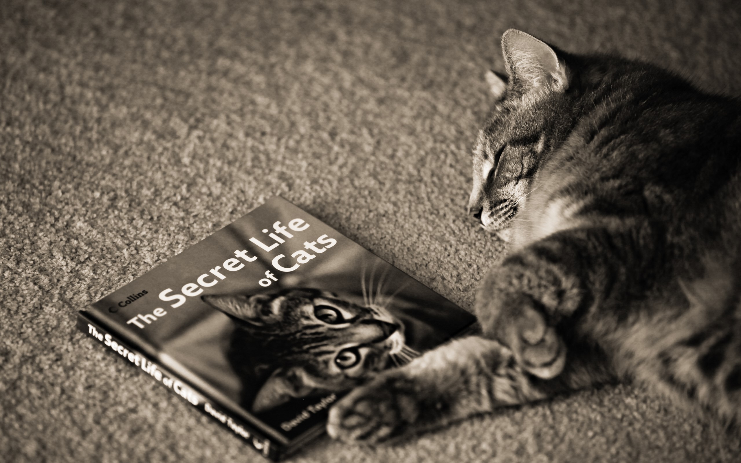 The Secret Life of Cats book with sleeping cat HD Wallpaper
