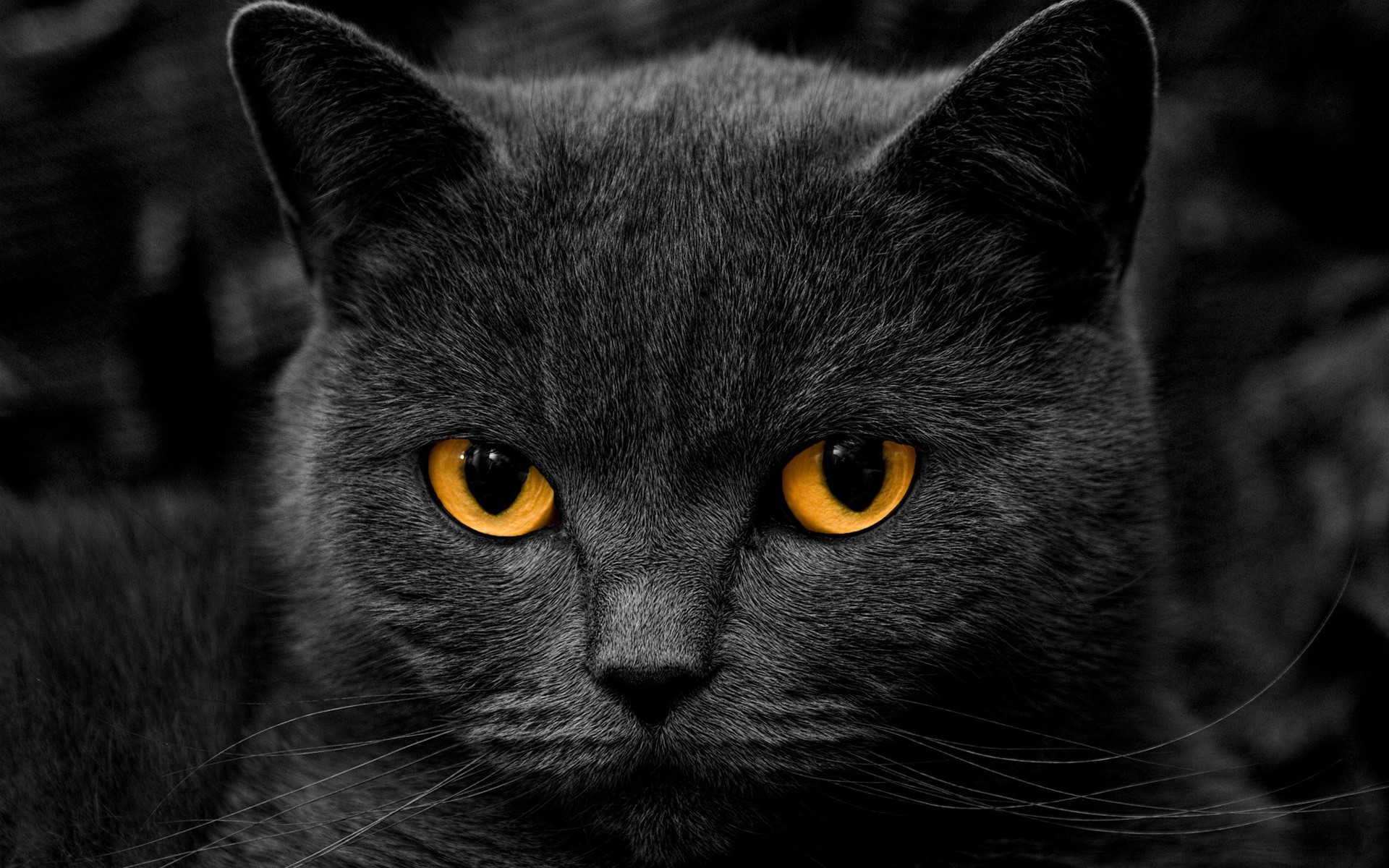 Close-up of a black cat with bright orange eyes HD Wallpaper