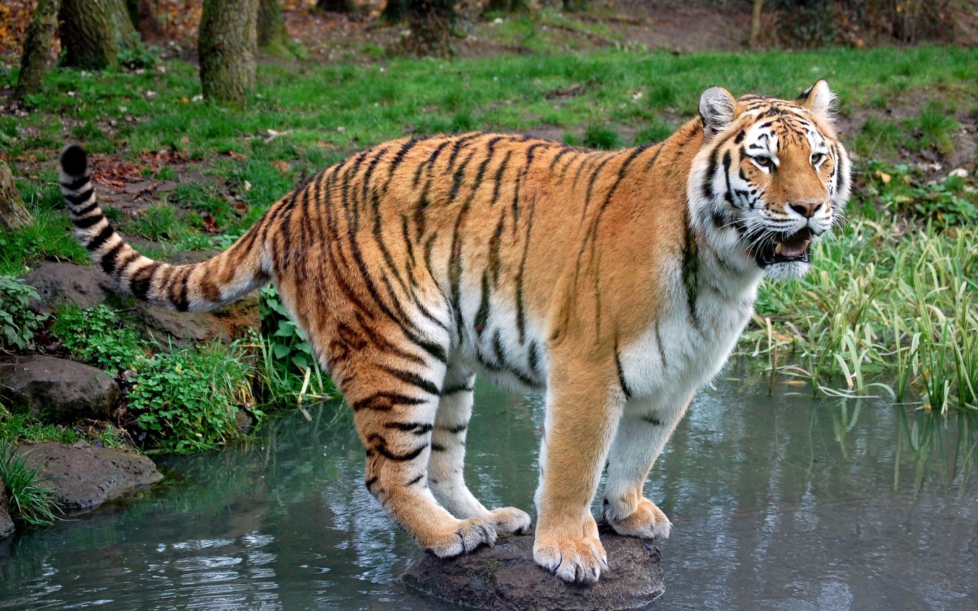 Tiger standing on a rock in water HD Wallpaper