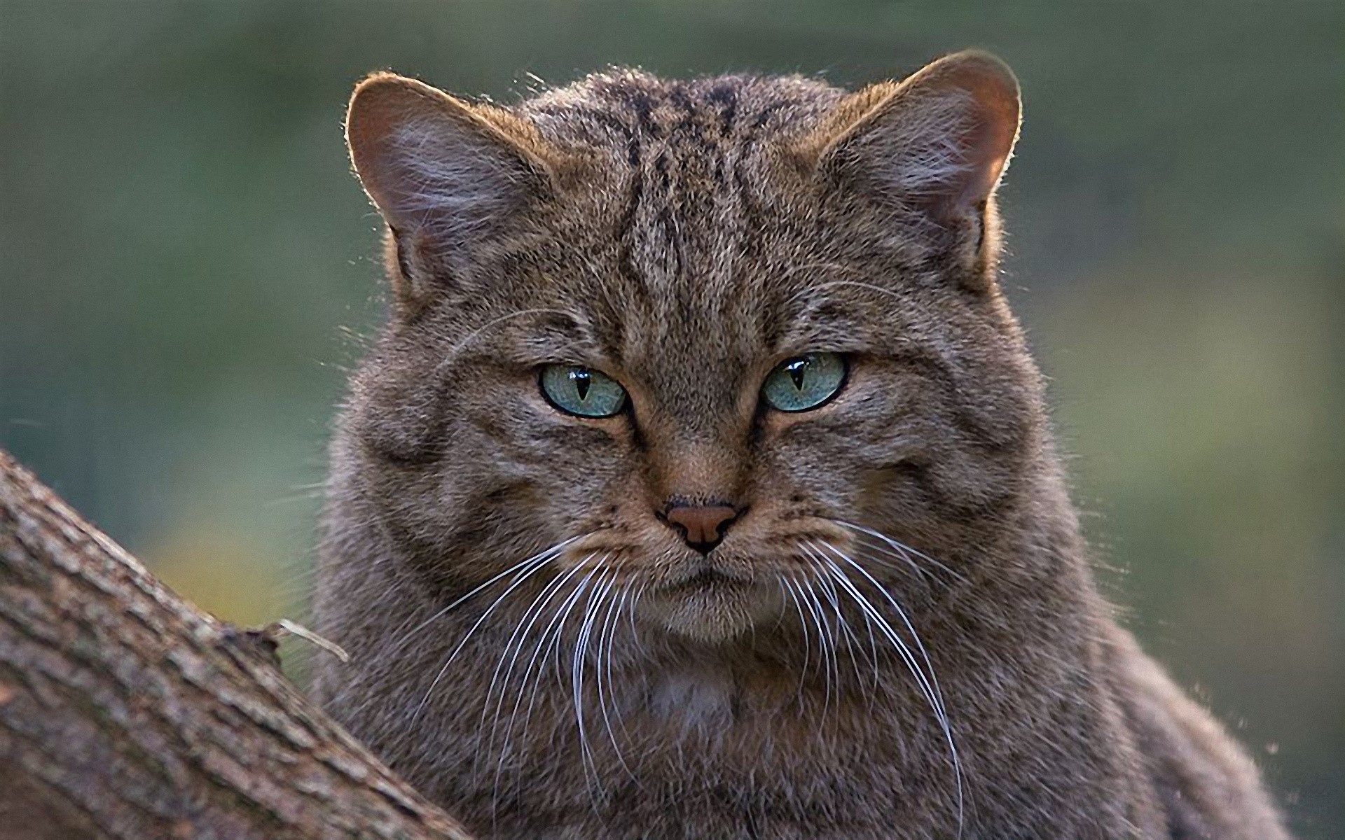 Close-up of a wildcat's face with green eyes HD Wallpaper