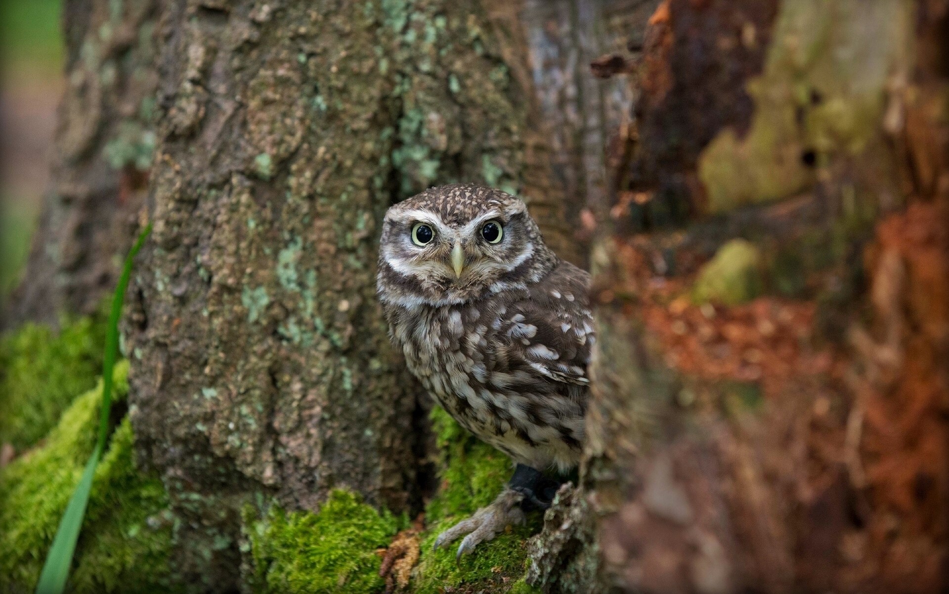 Little owl perched on a mossy tree trunk HD Wallpaper