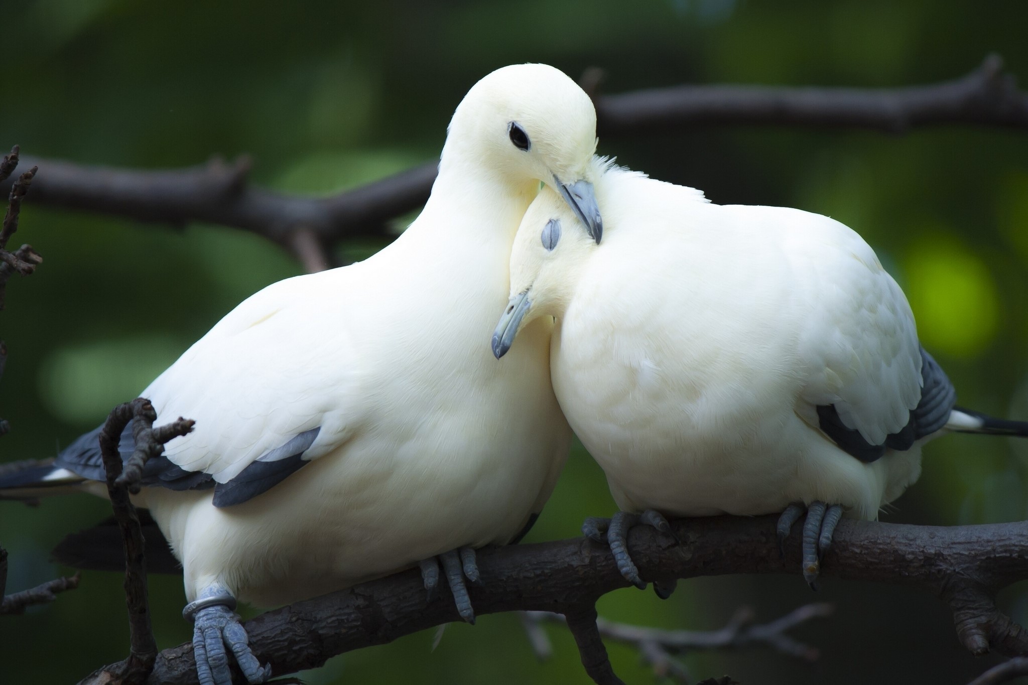 Two white doves perched on a branch HD Wallpaper