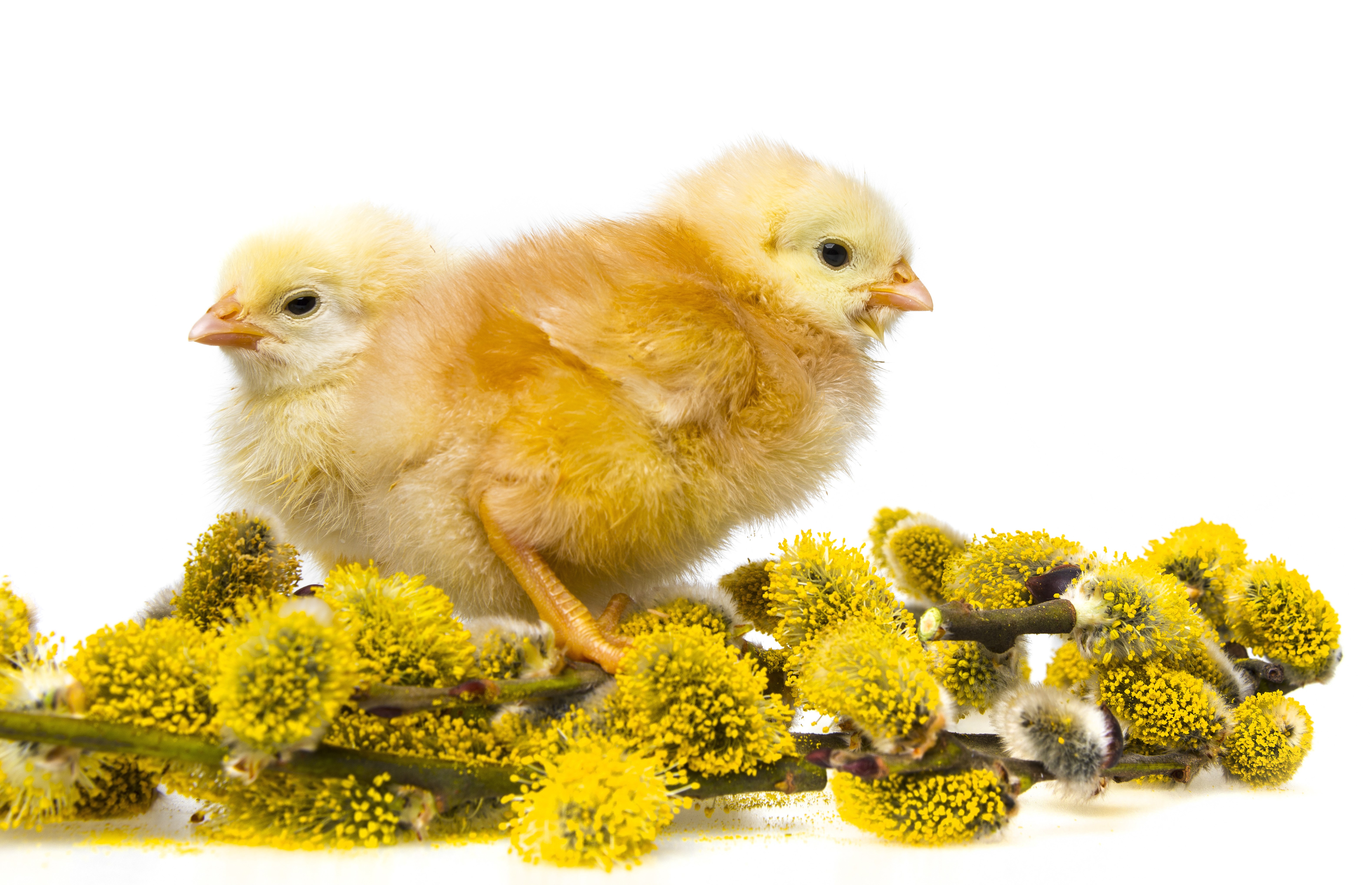 Two chicks on pussy willow branches HD Wallpaper