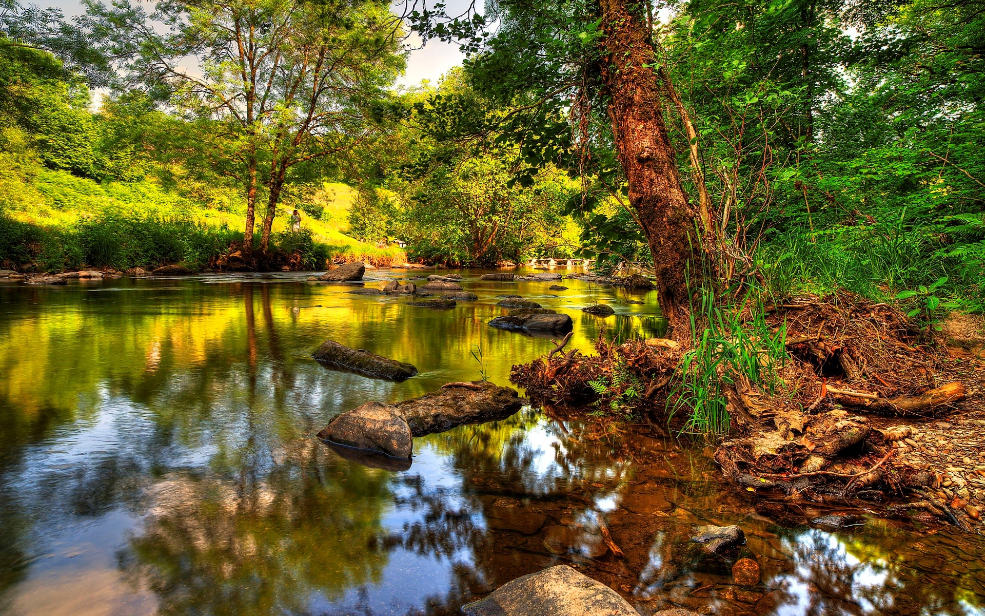 A river flows through a forest with rocks and trees HD Wallpaper