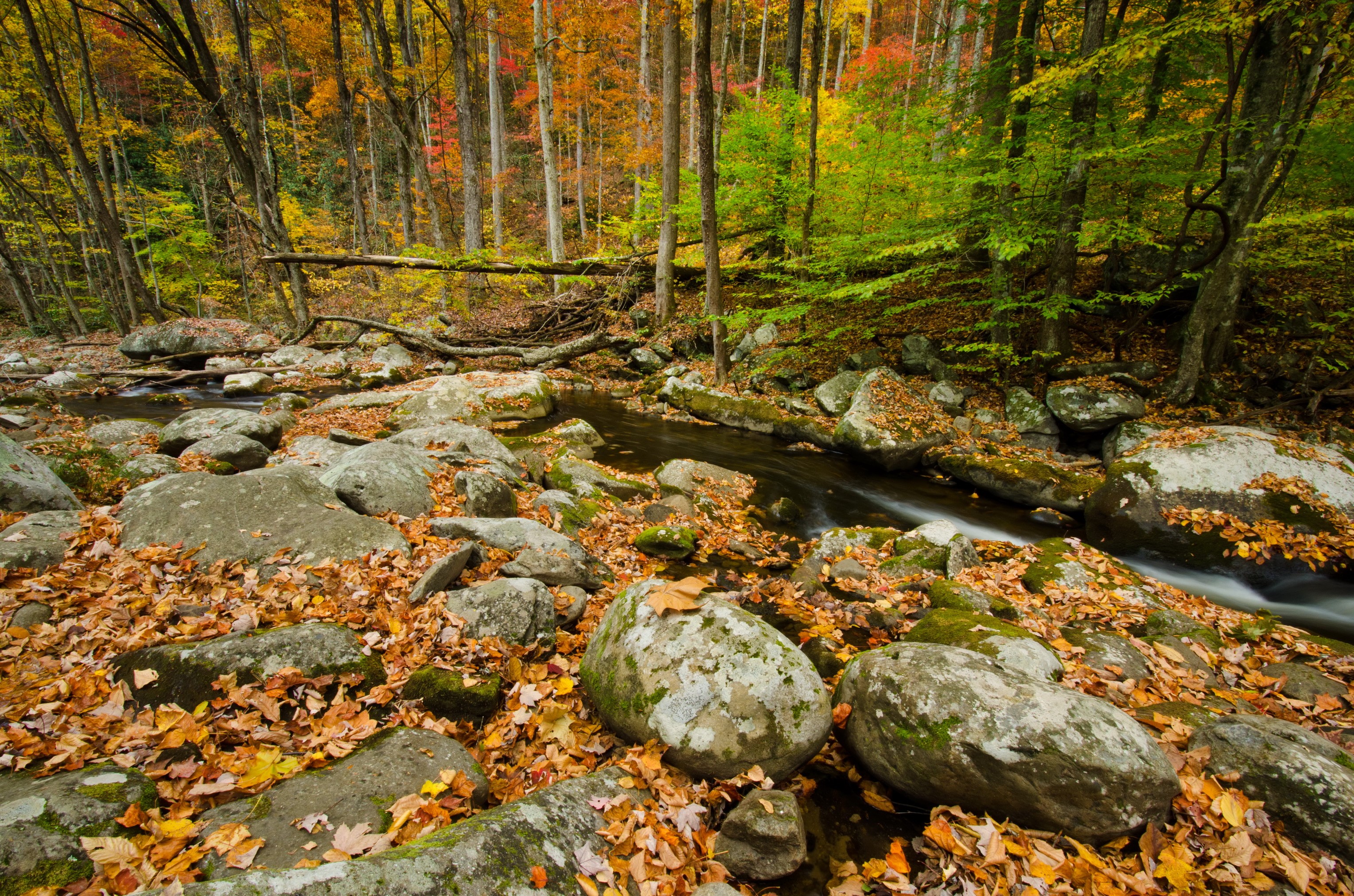 Autumn forest stream with fallen leaves and rocks HD Wallpaper
