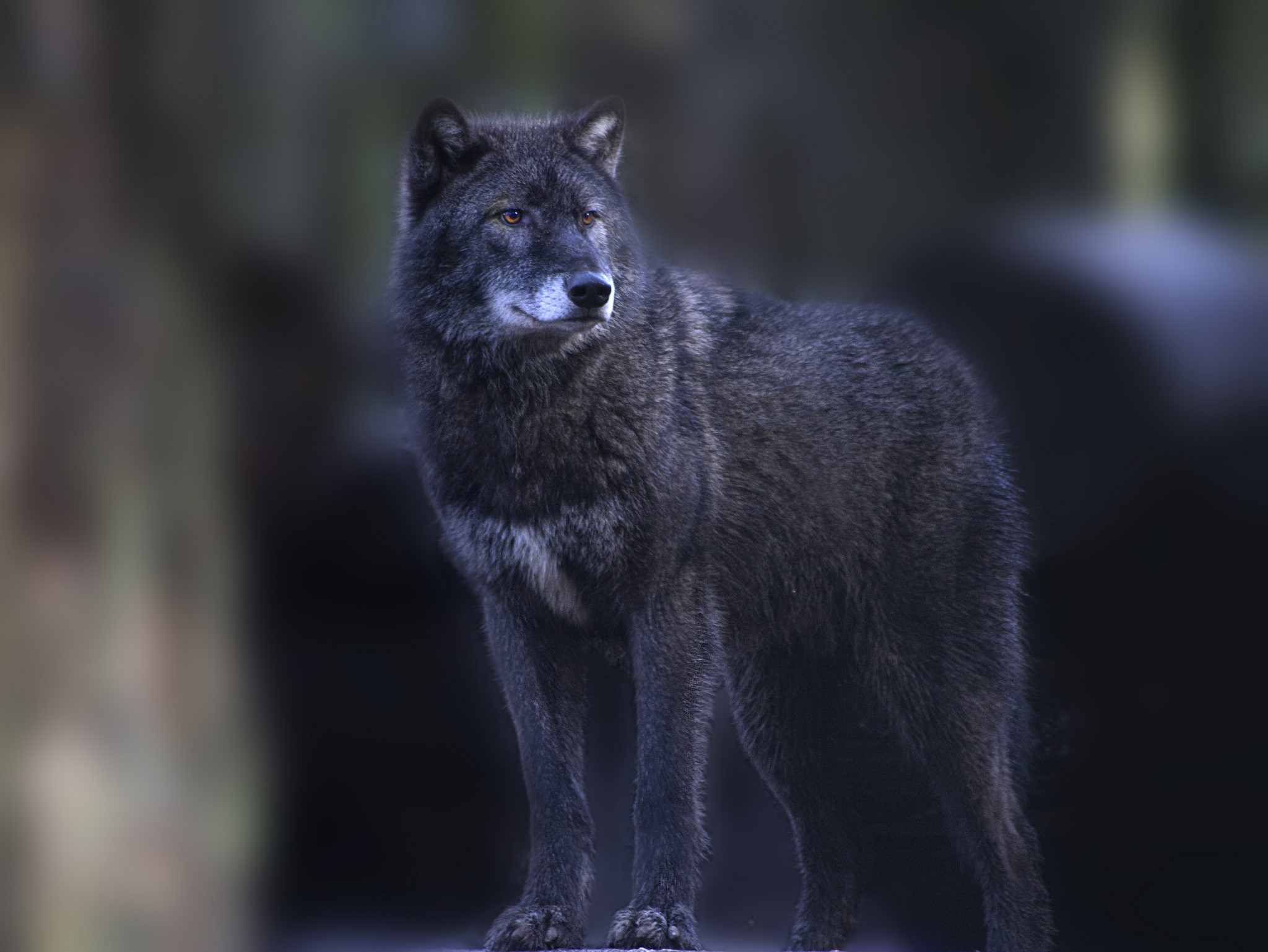 A black wolf stands in a forest HD Wallpaper