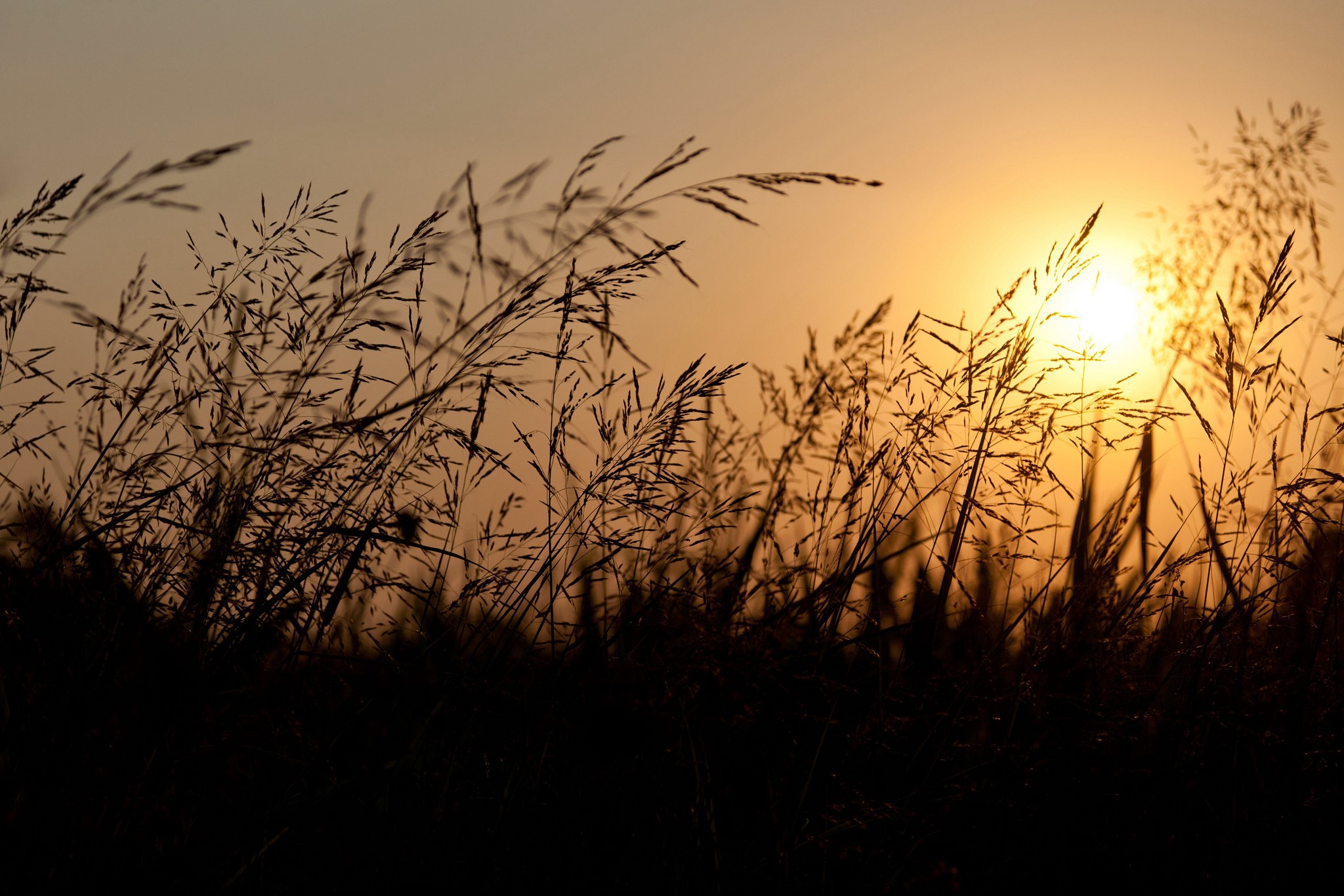 Silhouette of grass against the sunset HD Wallpaper