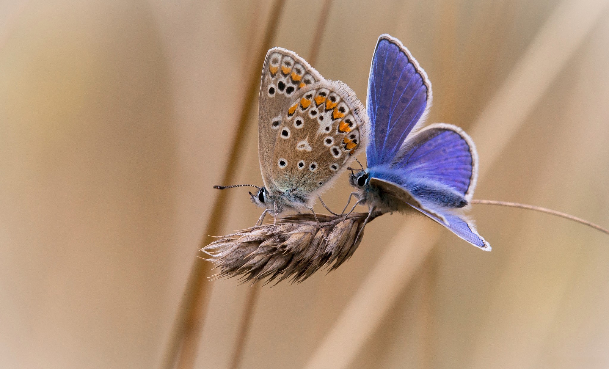 Two butterflies on a dry plant stem HD Wallpaper