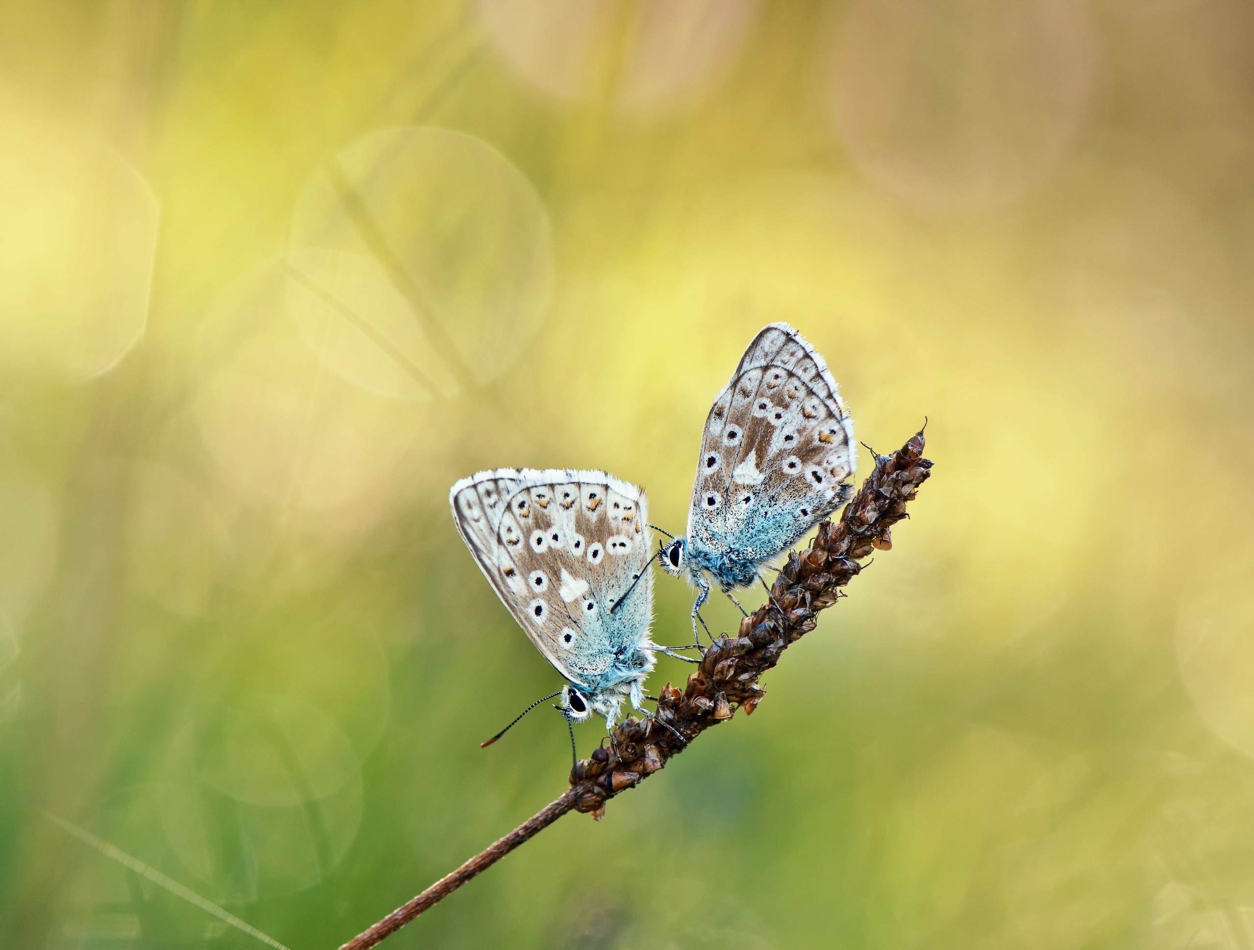 4K 5K 6K 7K Insects Butterflies Roses HD Wallpaper Rare Gallery 4K 5K 6K 7K Insects Butterflies Roses HD Wallpaper Rare Gallery