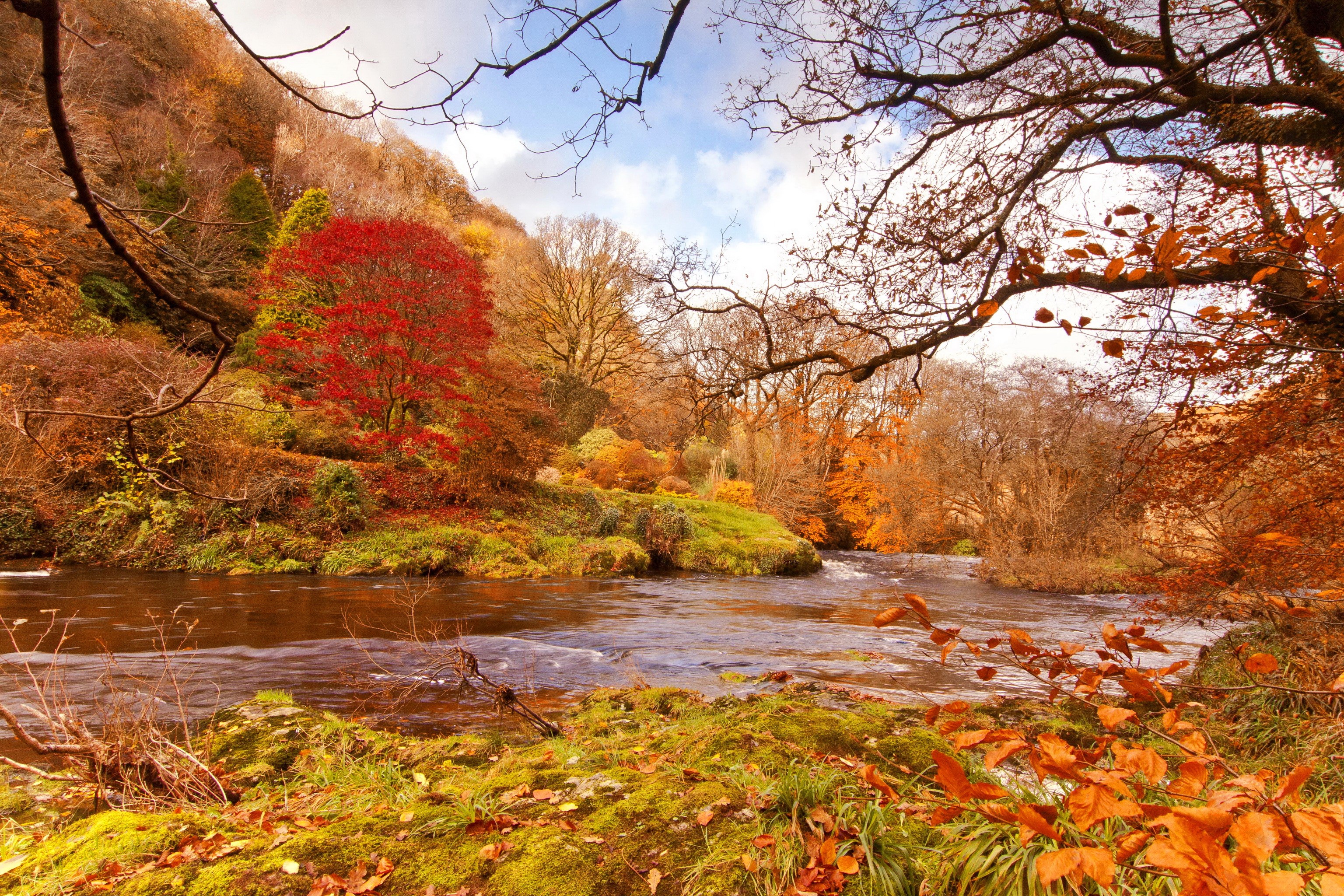 Autumn river flowing through a forest with red trees HD Wallpaper