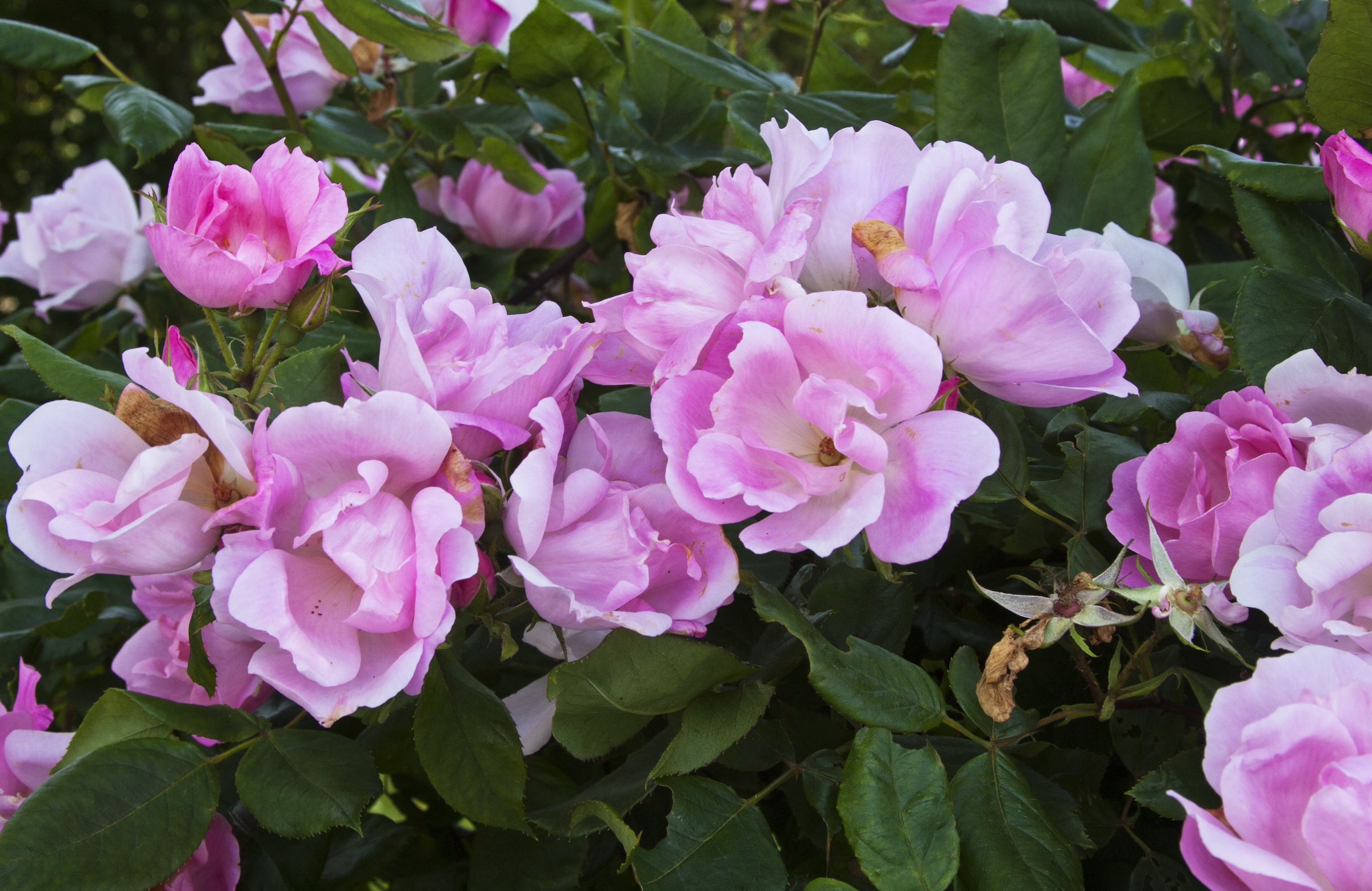 Pink Roses in Bloom HD Wallpaper