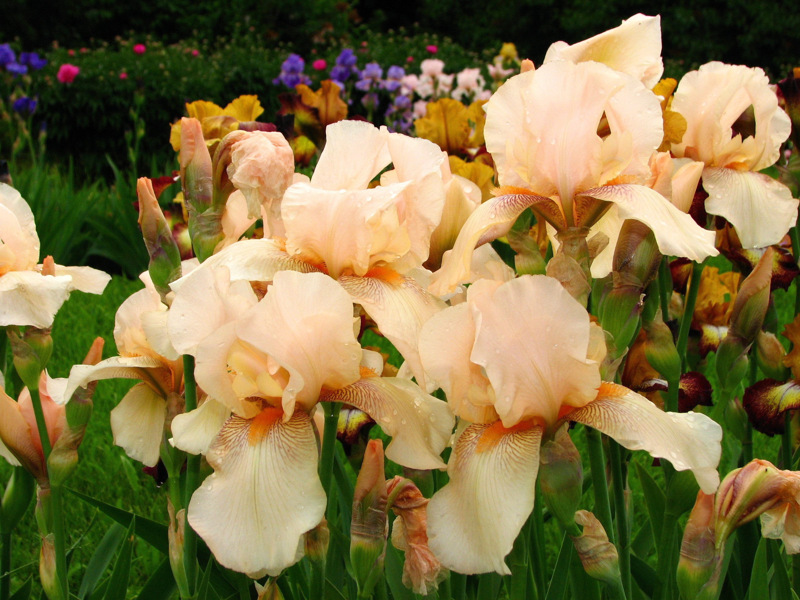 Peach Irises in a Garden HD Wallpaper