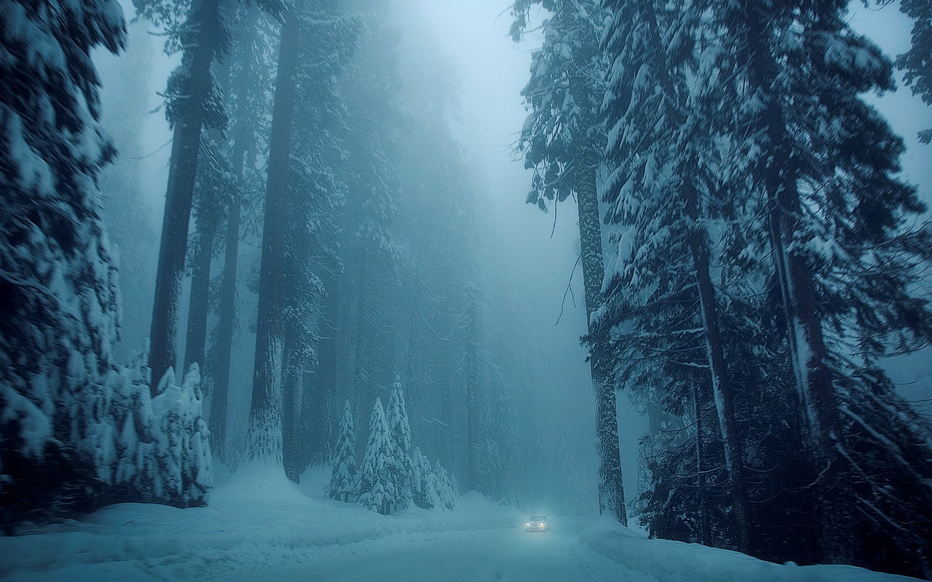 Car driving through a snowy forest in fog HD Wallpaper