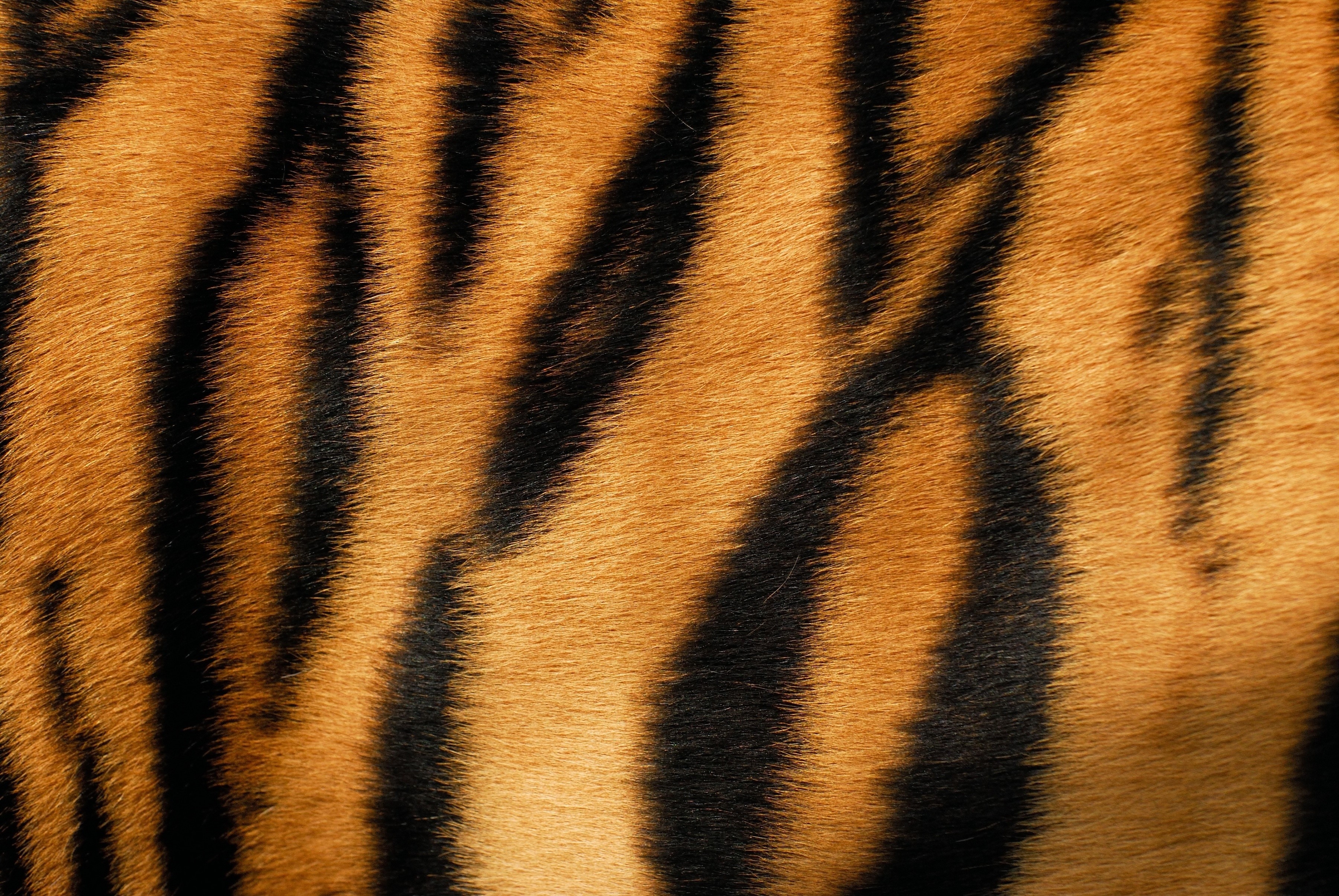 Tiger Fur Texture HD Wallpaper