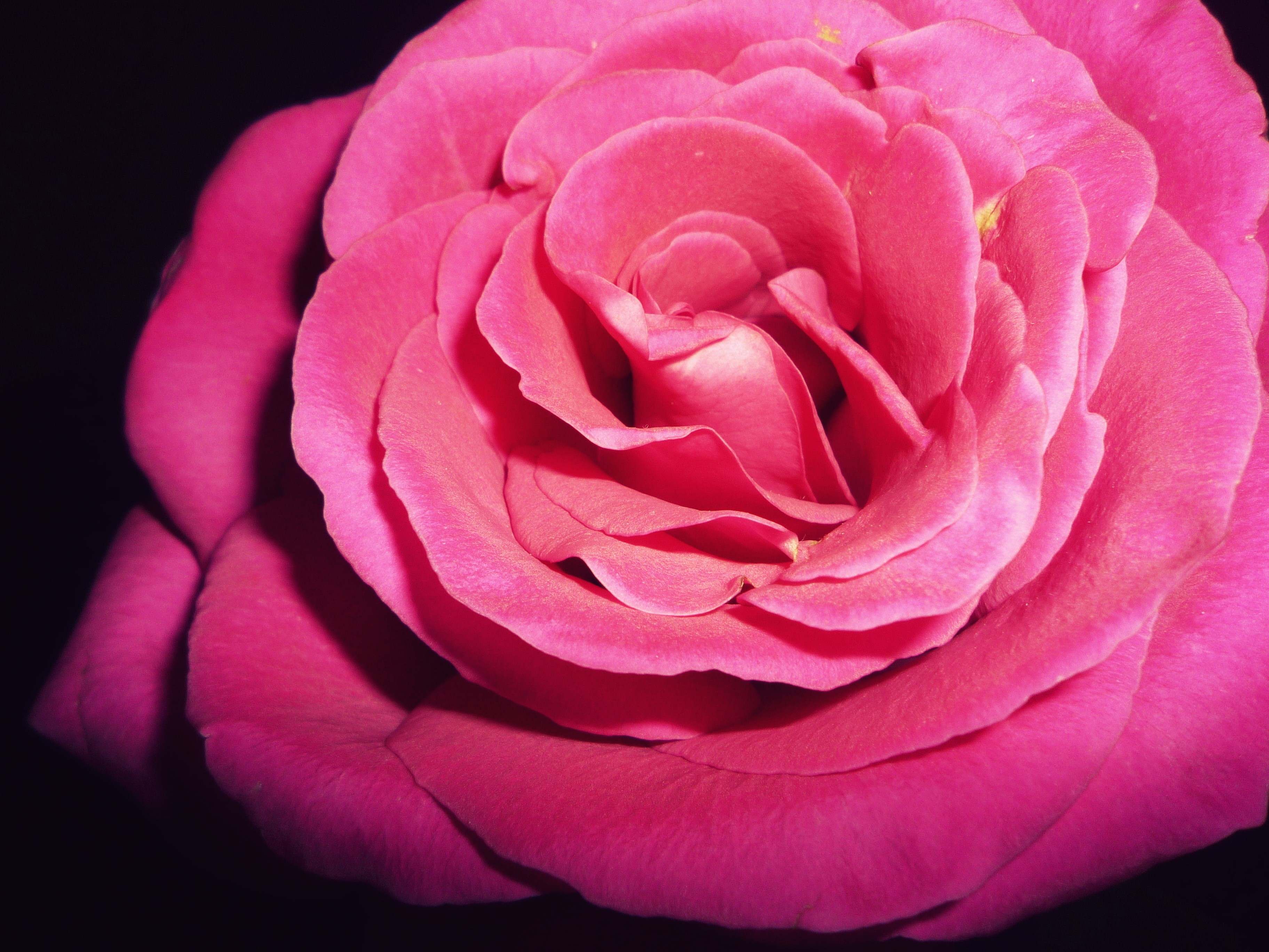 Close-up of a pink rose HD Wallpaper