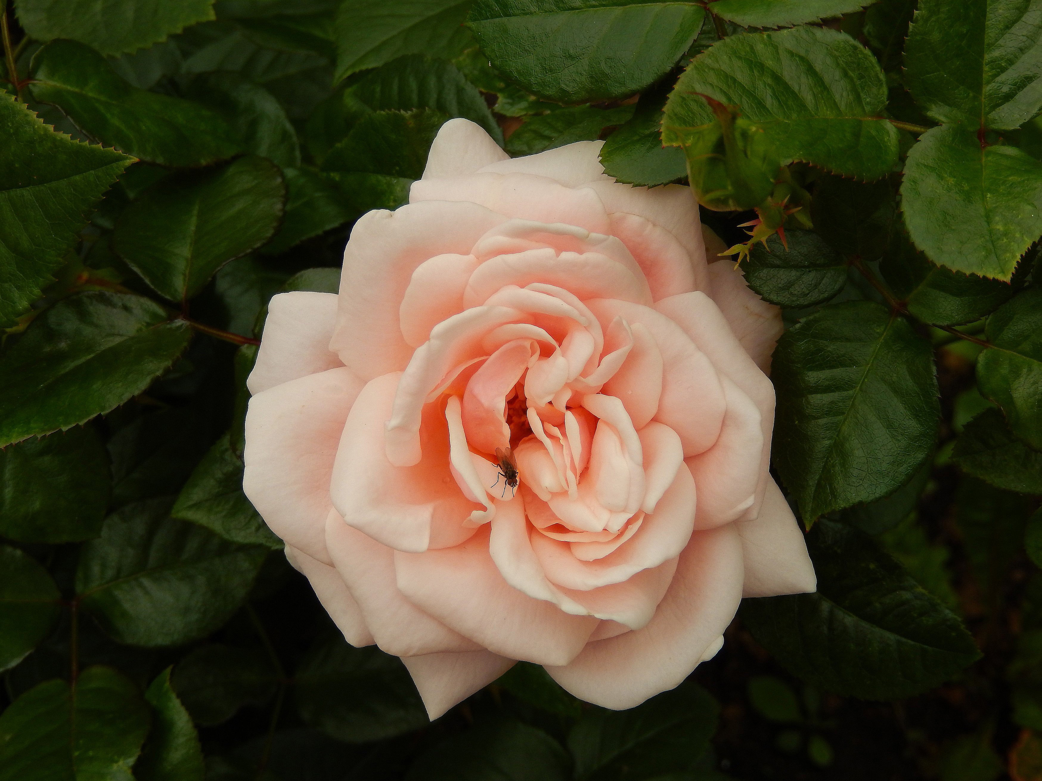 A fly on a light pink rose with green leaves HD Wallpaper