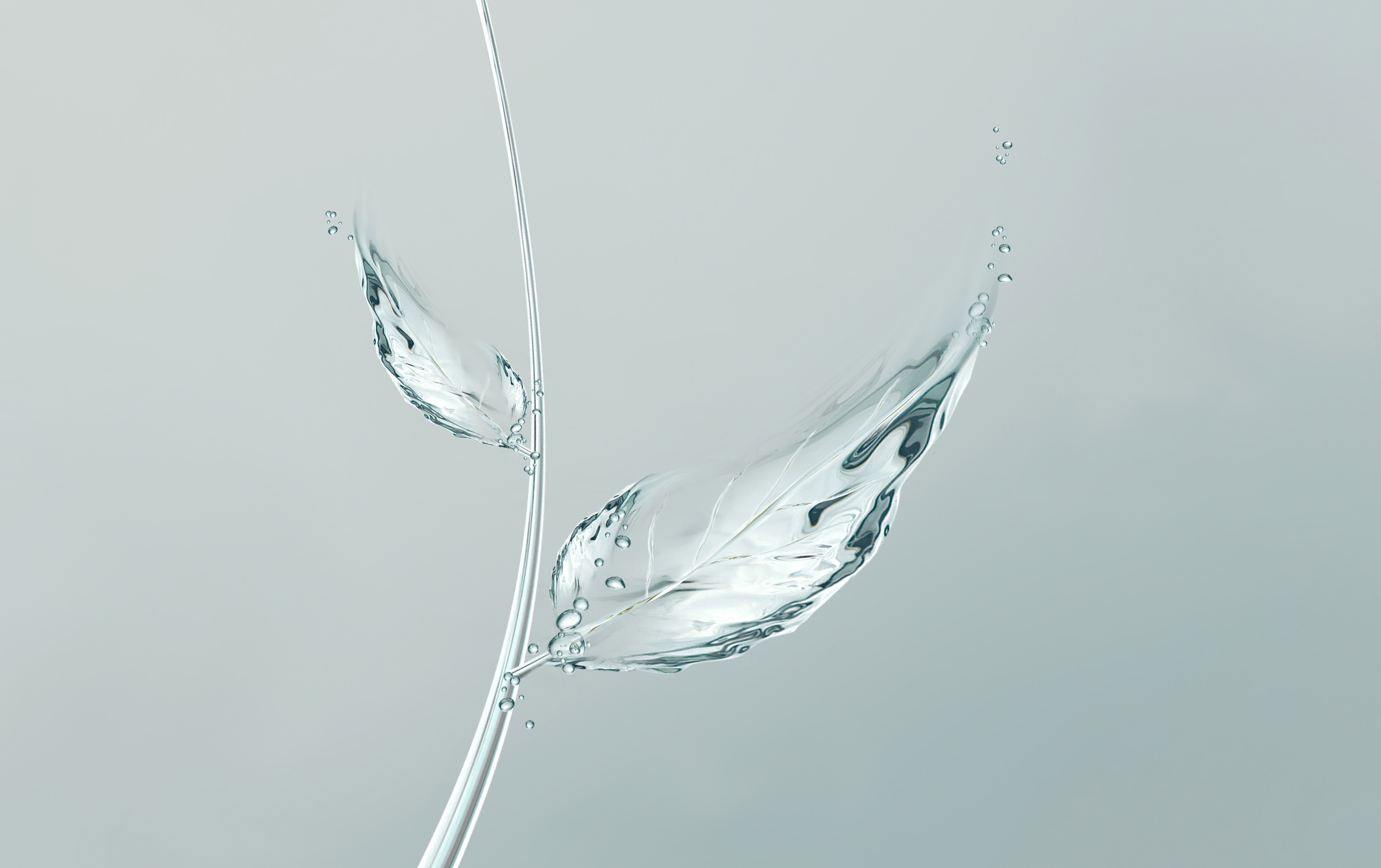 Water leaves on a stem HD Wallpaper