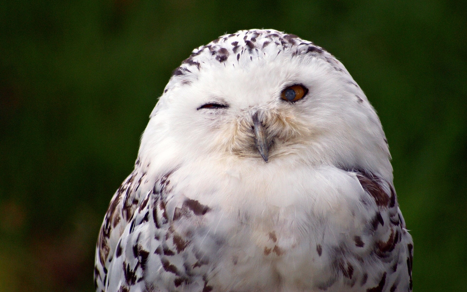 Snowy owl winking with one eye open HD Wallpaper