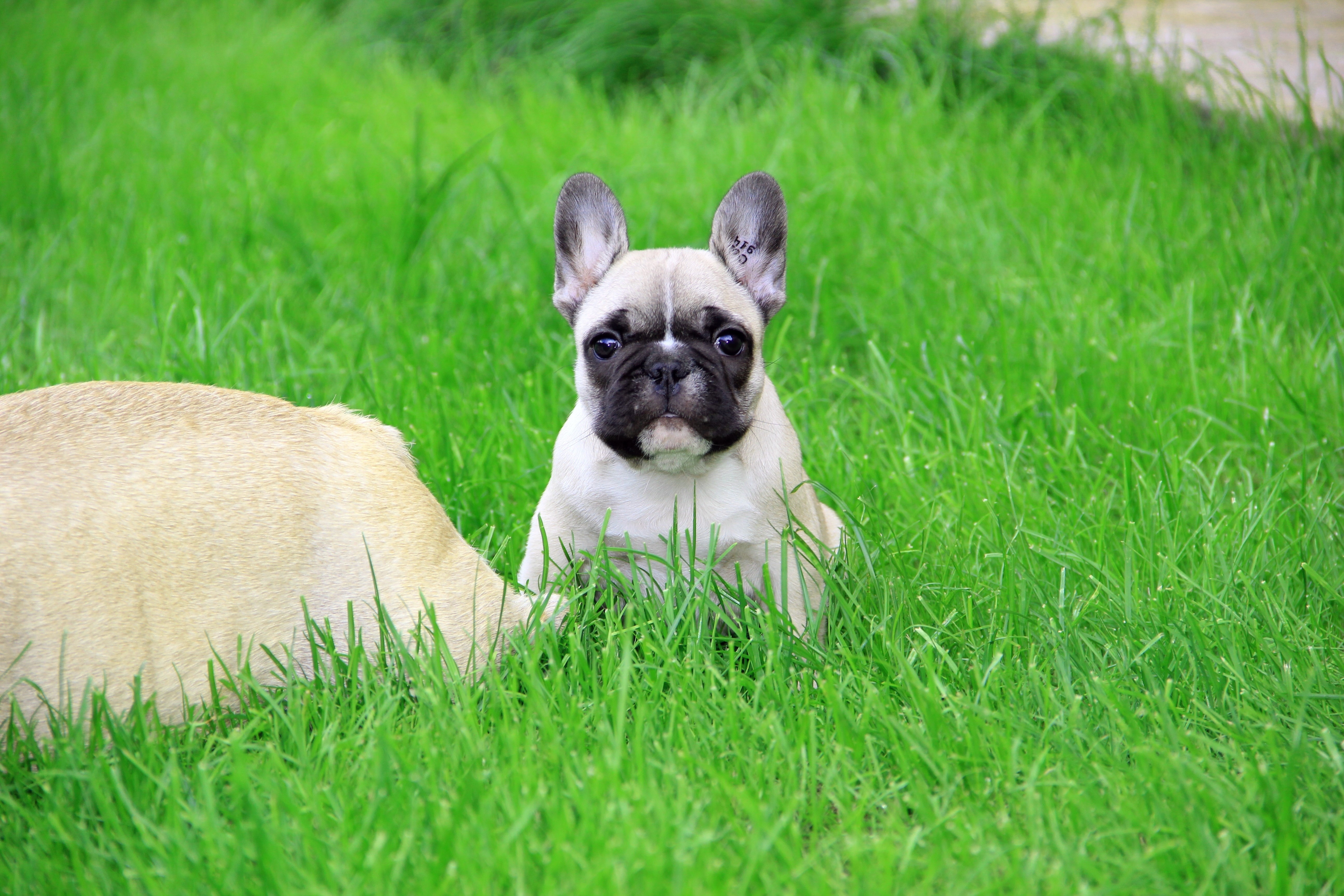 French Bulldog Puppy in Grass HD Wallpaper