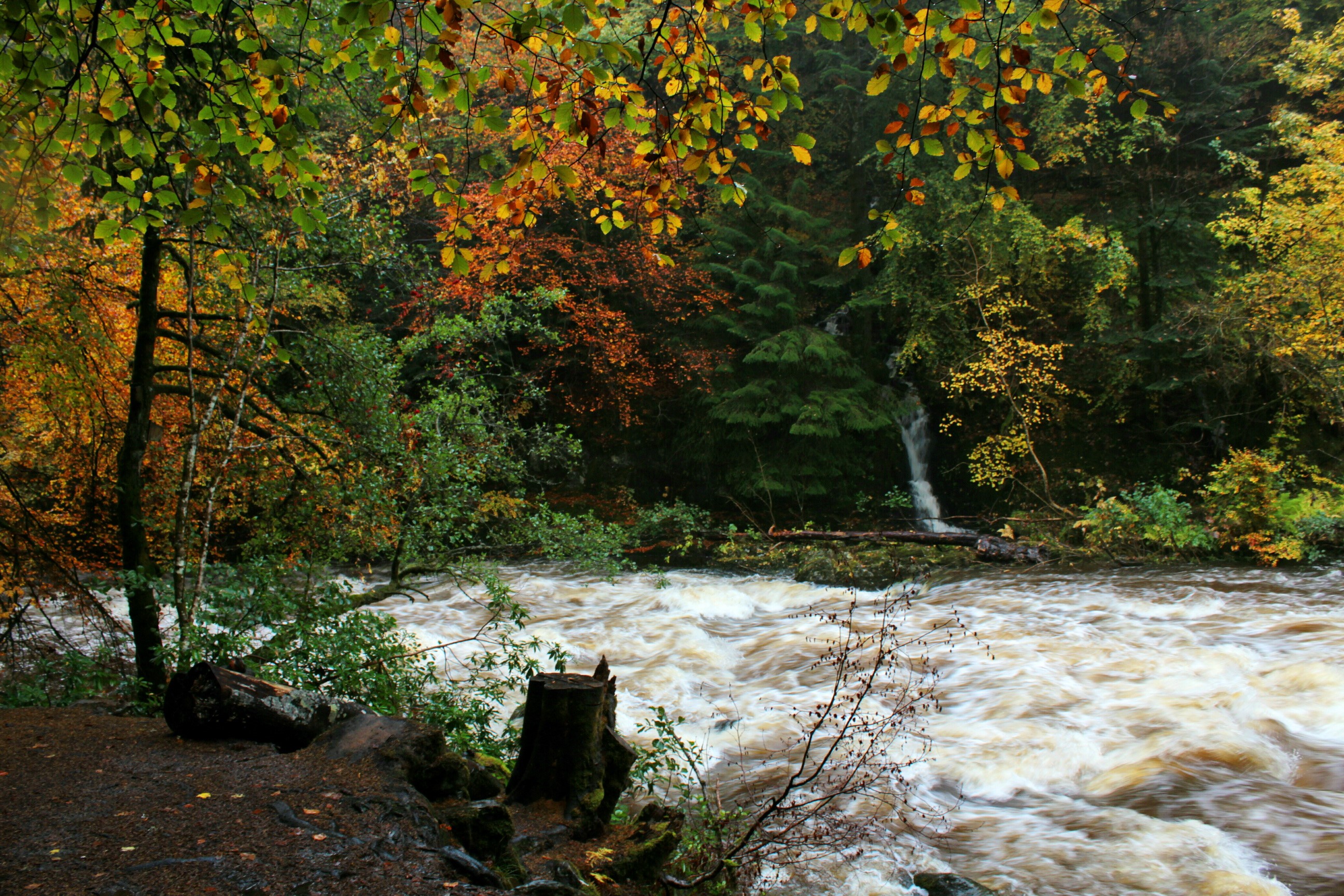 River flowing through an autumn forest with a small waterfall HD Wallpaper