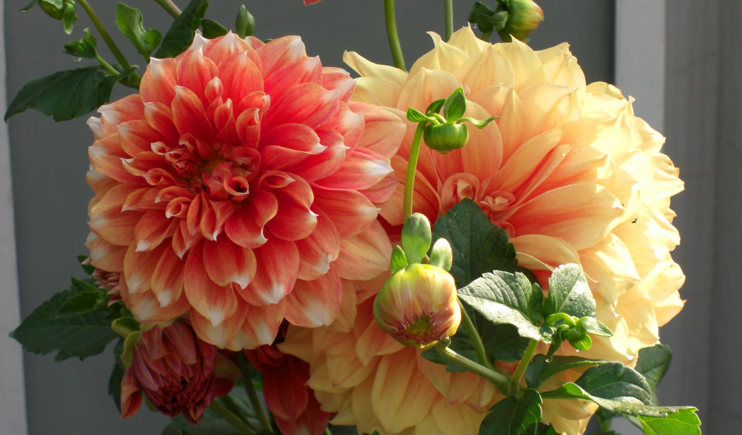 Two large dahlias with buds HD Wallpaper