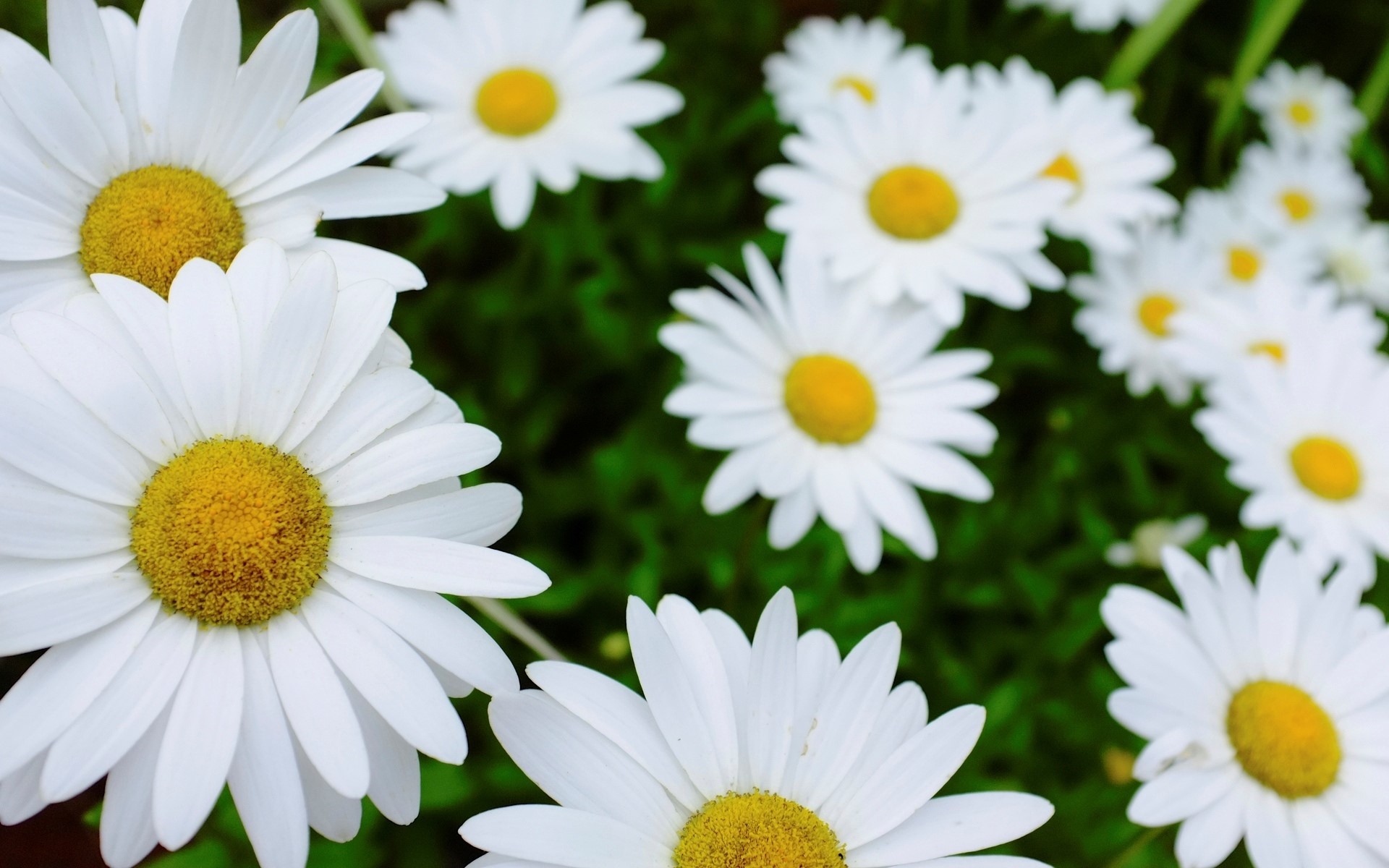 Many white daisies with yellow centers HD Wallpaper