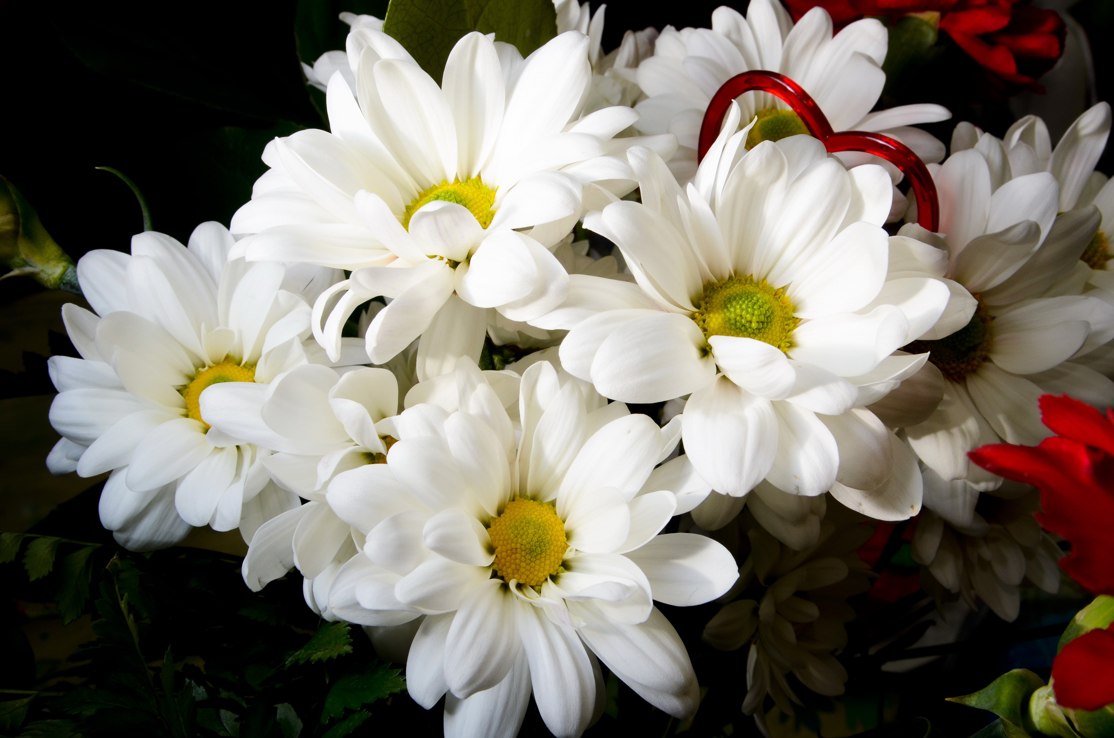 White Camomiles with Red Heart Decoration HD Wallpaper