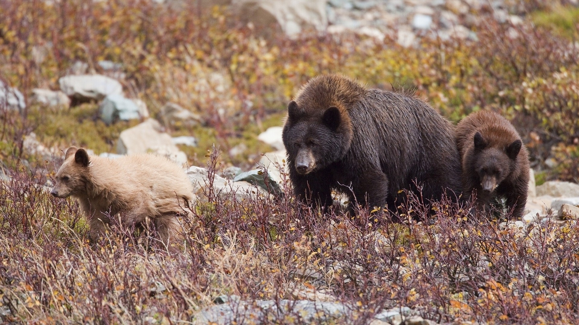 Three bears walking in a rocky, brushy area HD Wallpaper