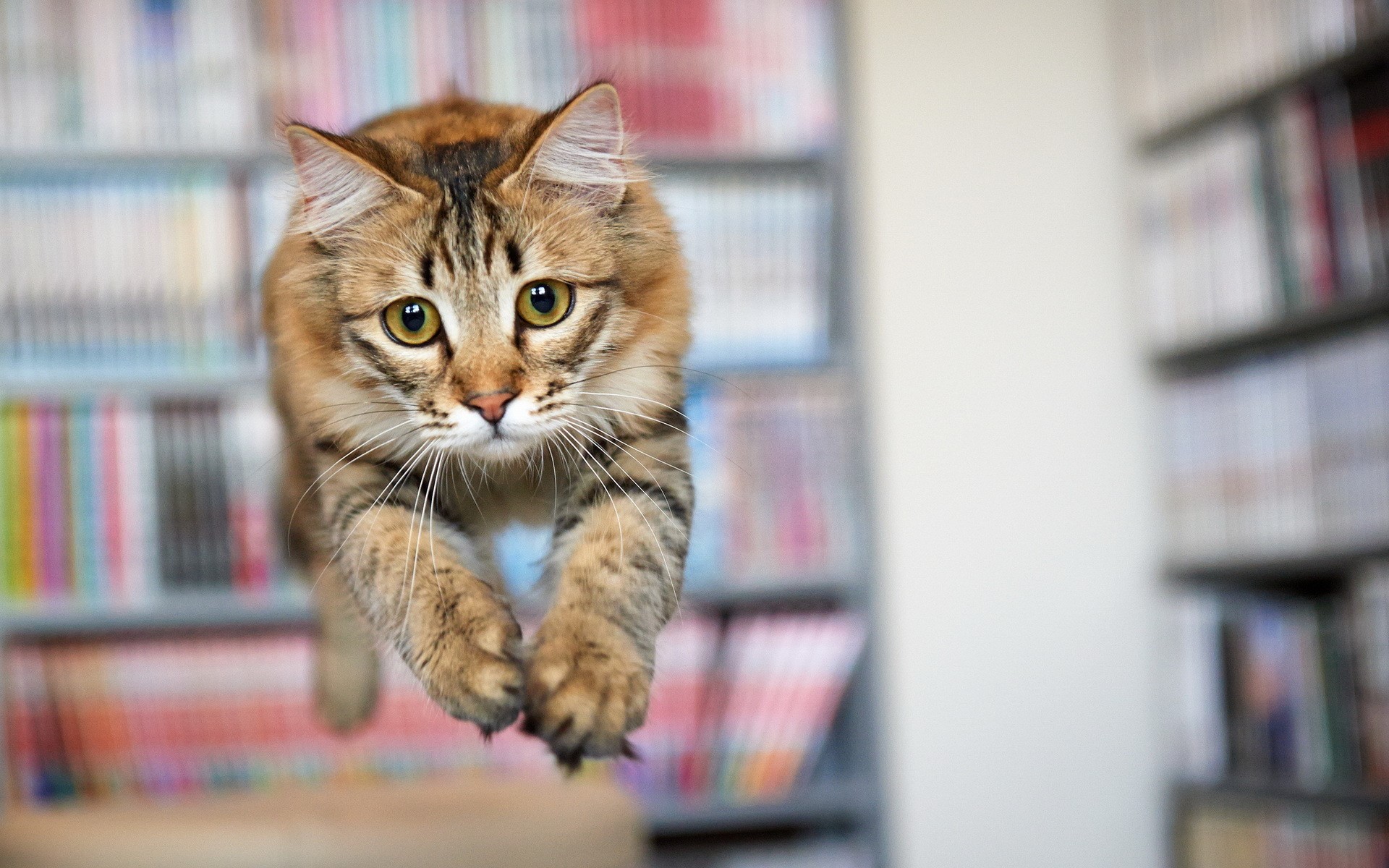 A cat jumping in front of bookshelves HD Wallpaper