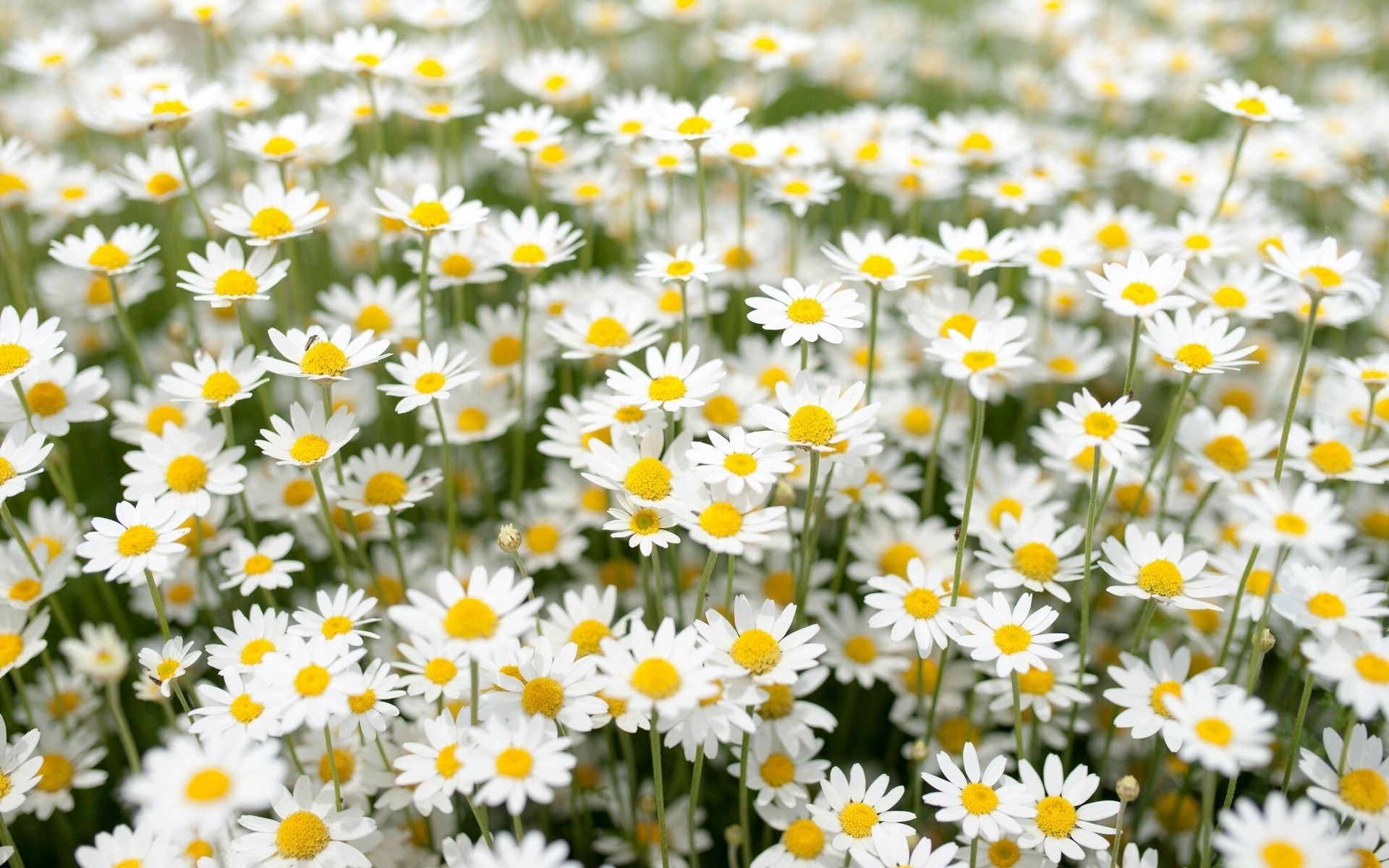 Field of white daisies with yellow centers HD Wallpaper