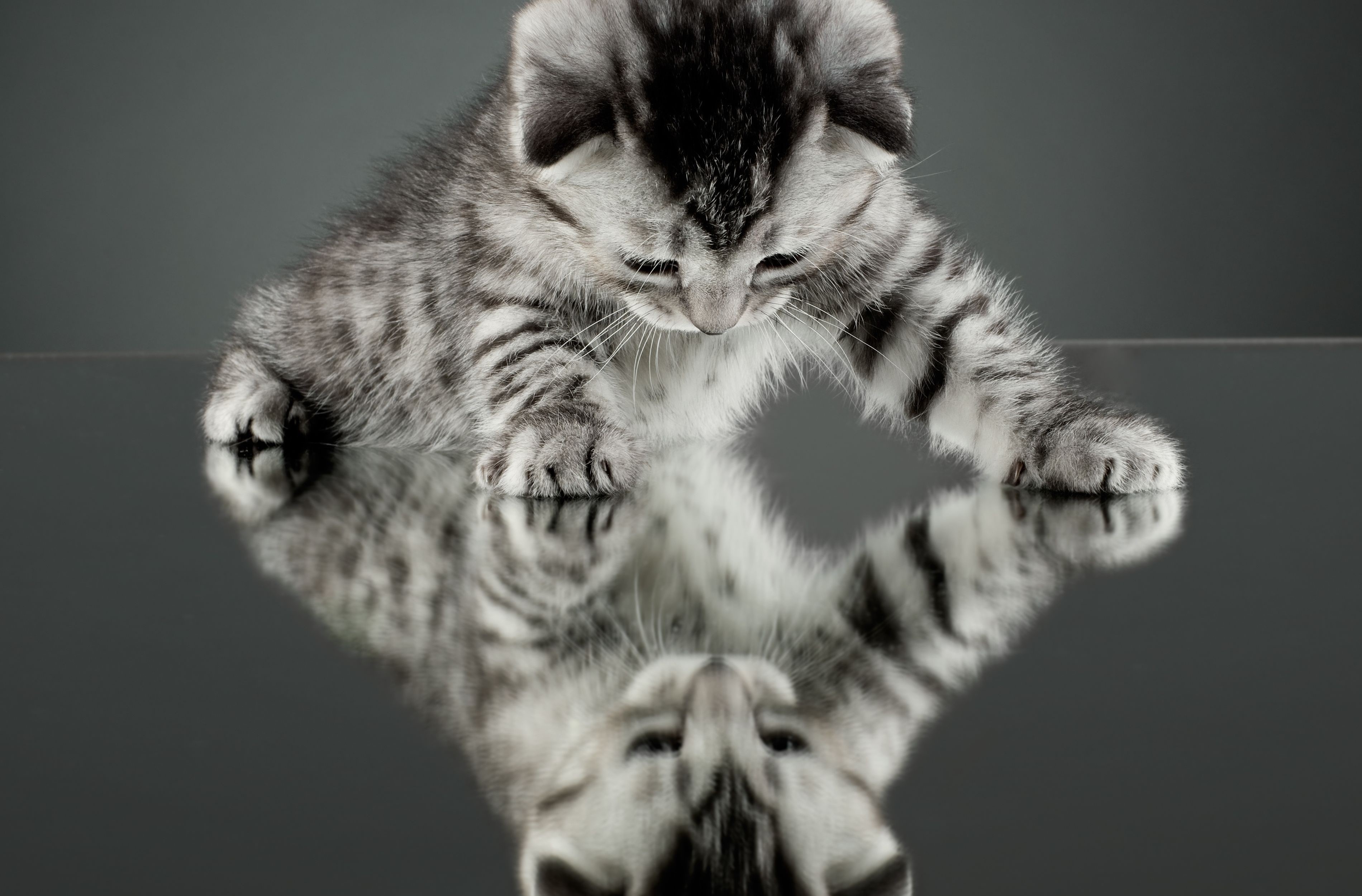 A tabby kitten looks at its reflection HD Wallpaper