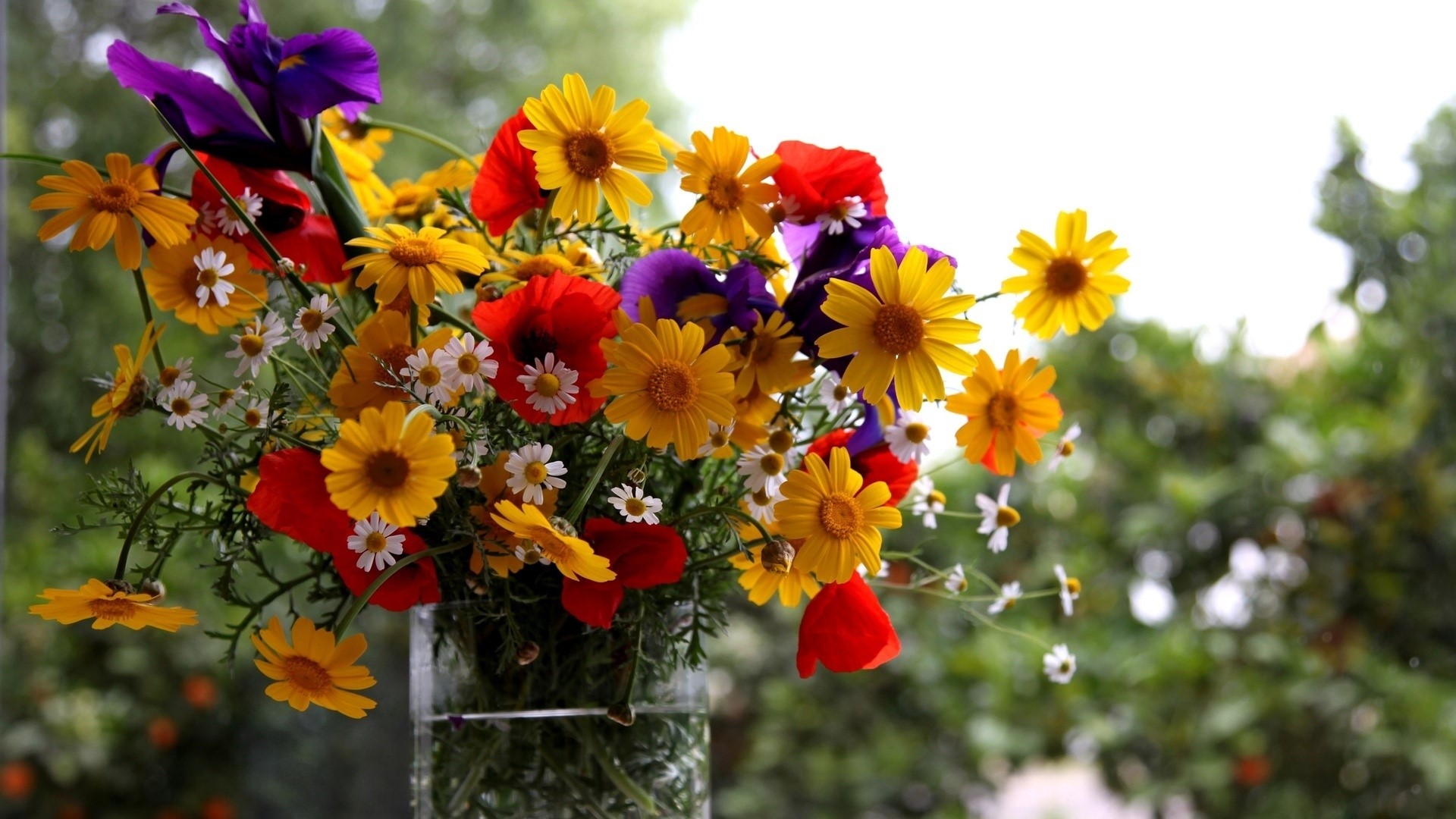 Bouquet of wildflowers with daisies and poppies HD Wallpaper