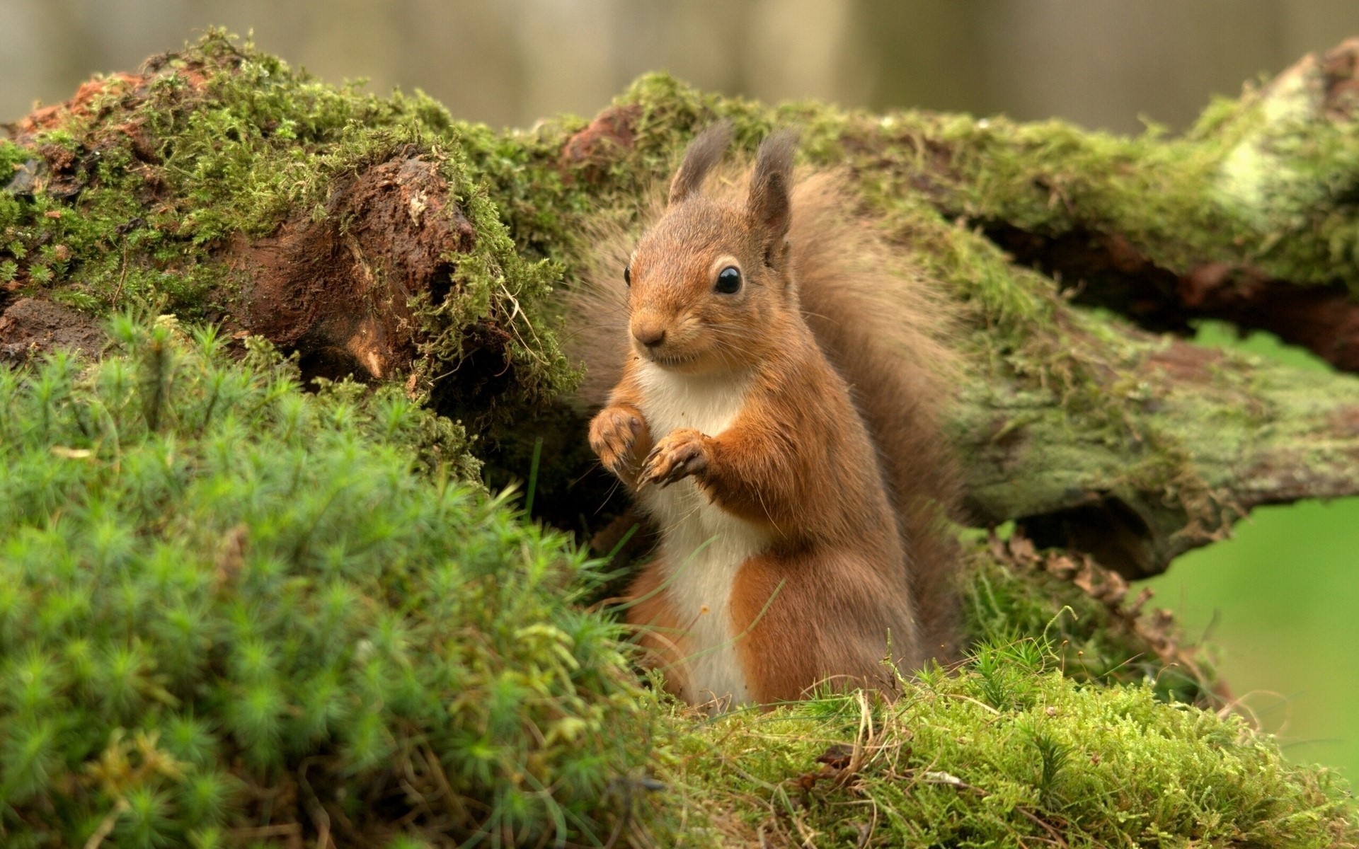 Red squirrel sitting on mossy log HD Wallpaper