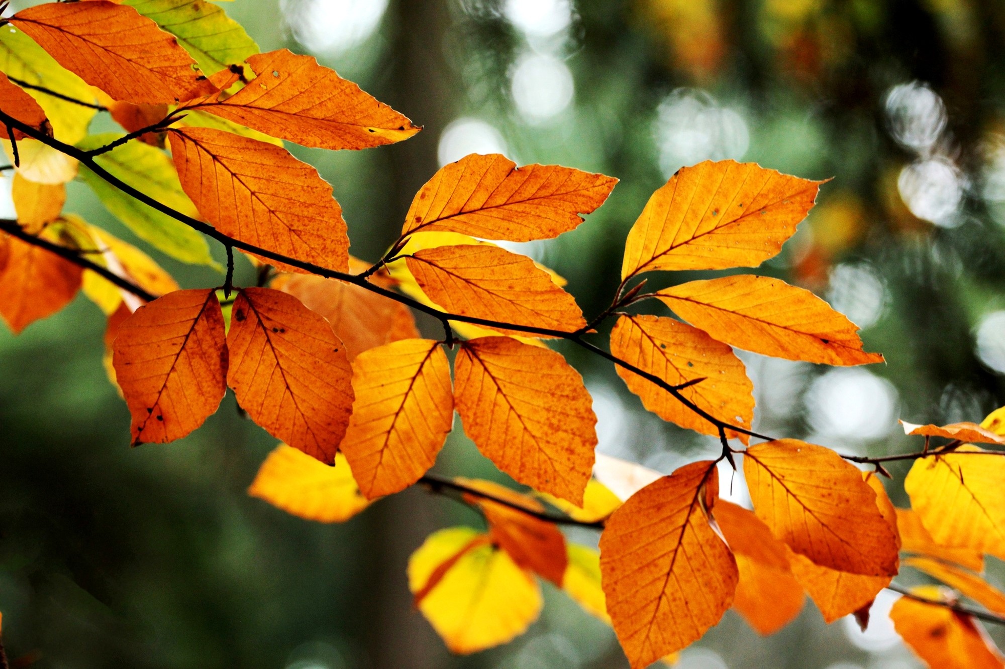 Autumn leaves on branches HD Wallpaper