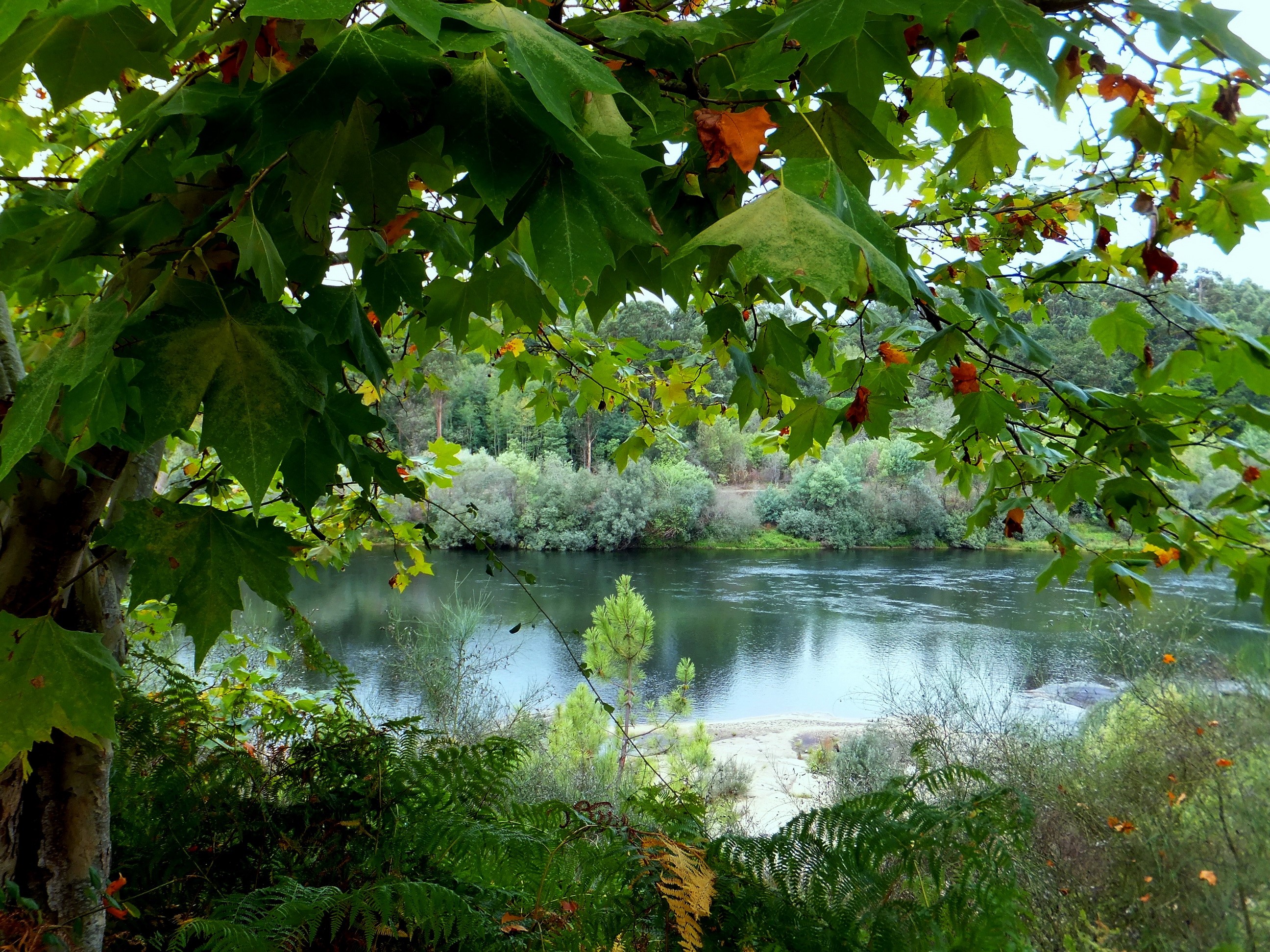 River and foliage in Boucas, Portugal HD Wallpaper