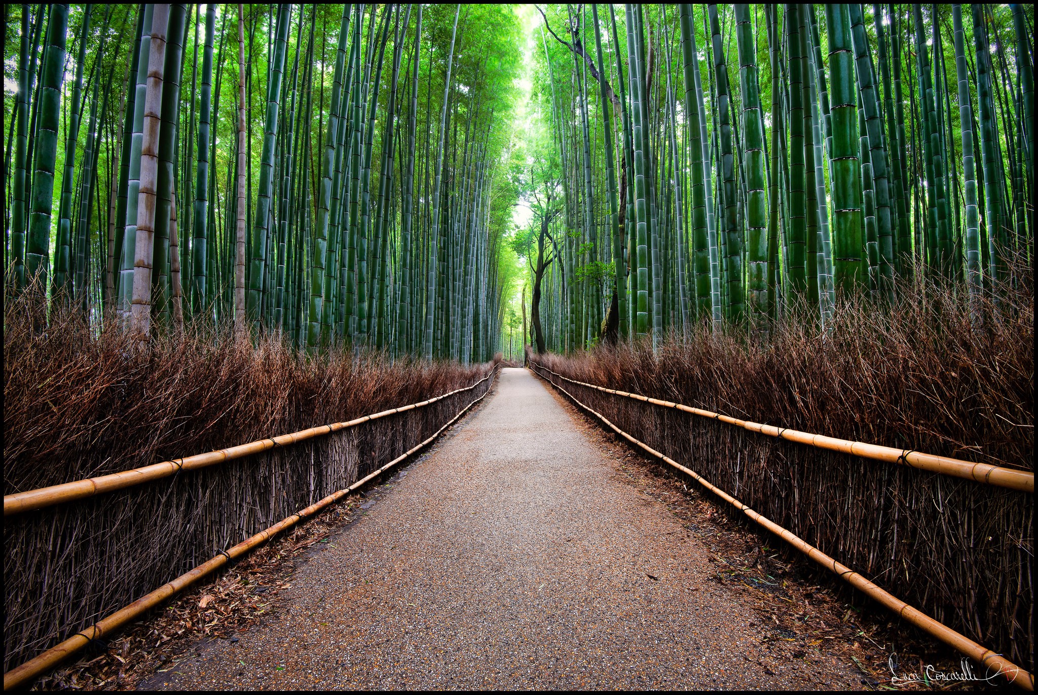 Path through a dense bamboo forest with bamboo fences HD Wallpaper