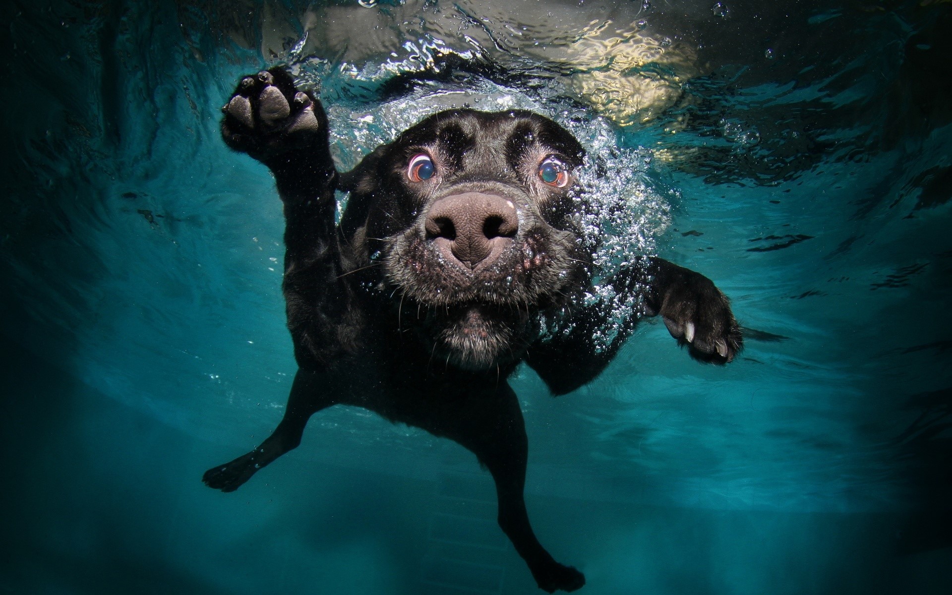 Black dog swimming underwater in a pool HD Wallpaper