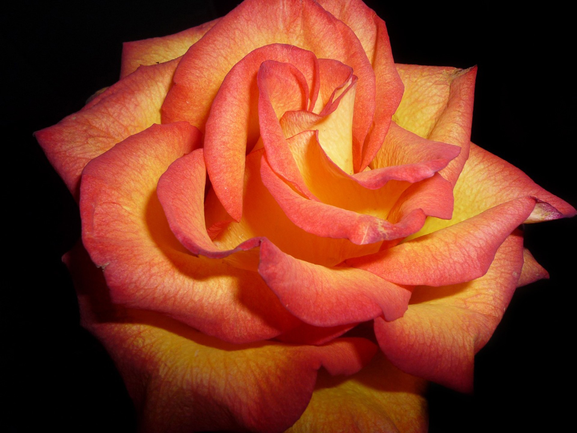 Close-up of a bi-colored rose with yellow and pink petals HD Wallpaper